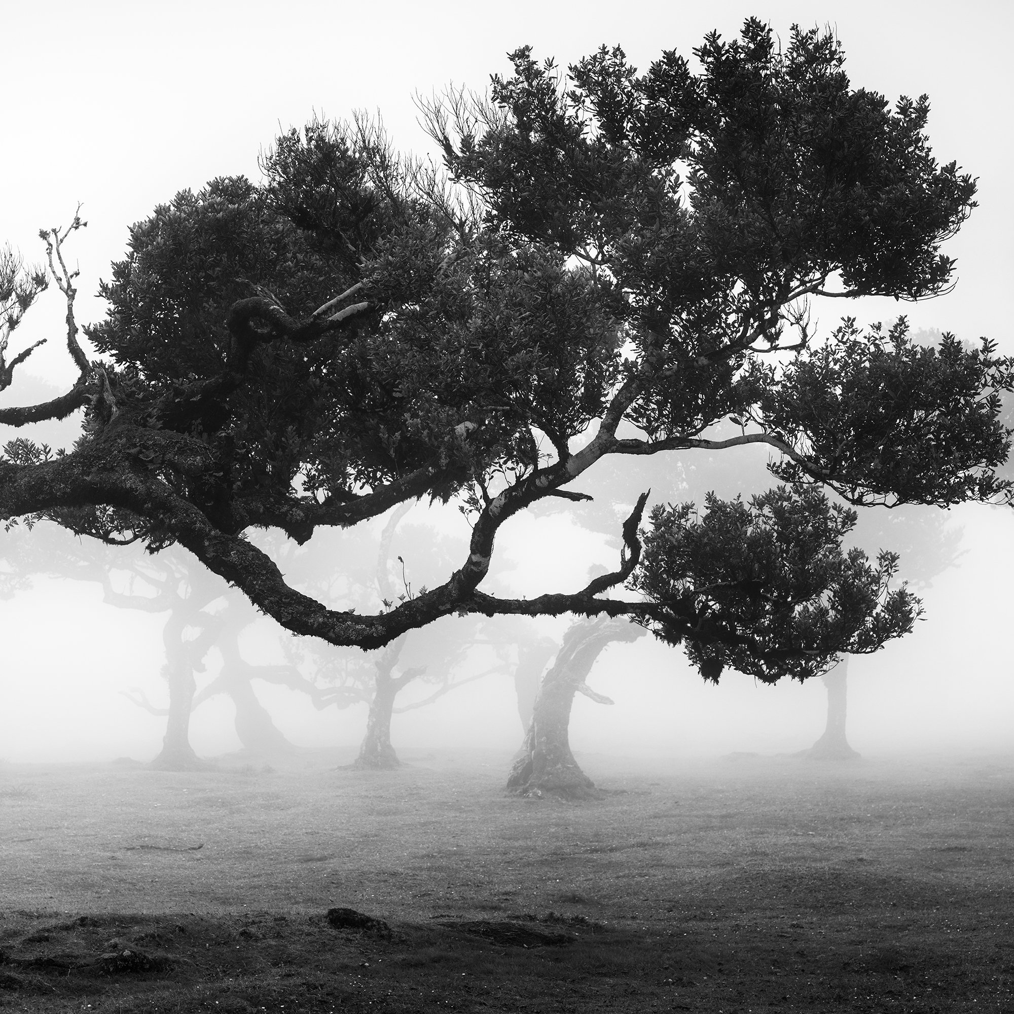 Detail of the ancient laurel tree canopy and sculptural branches against dense mist in Madeira by Gerald Berghammer.