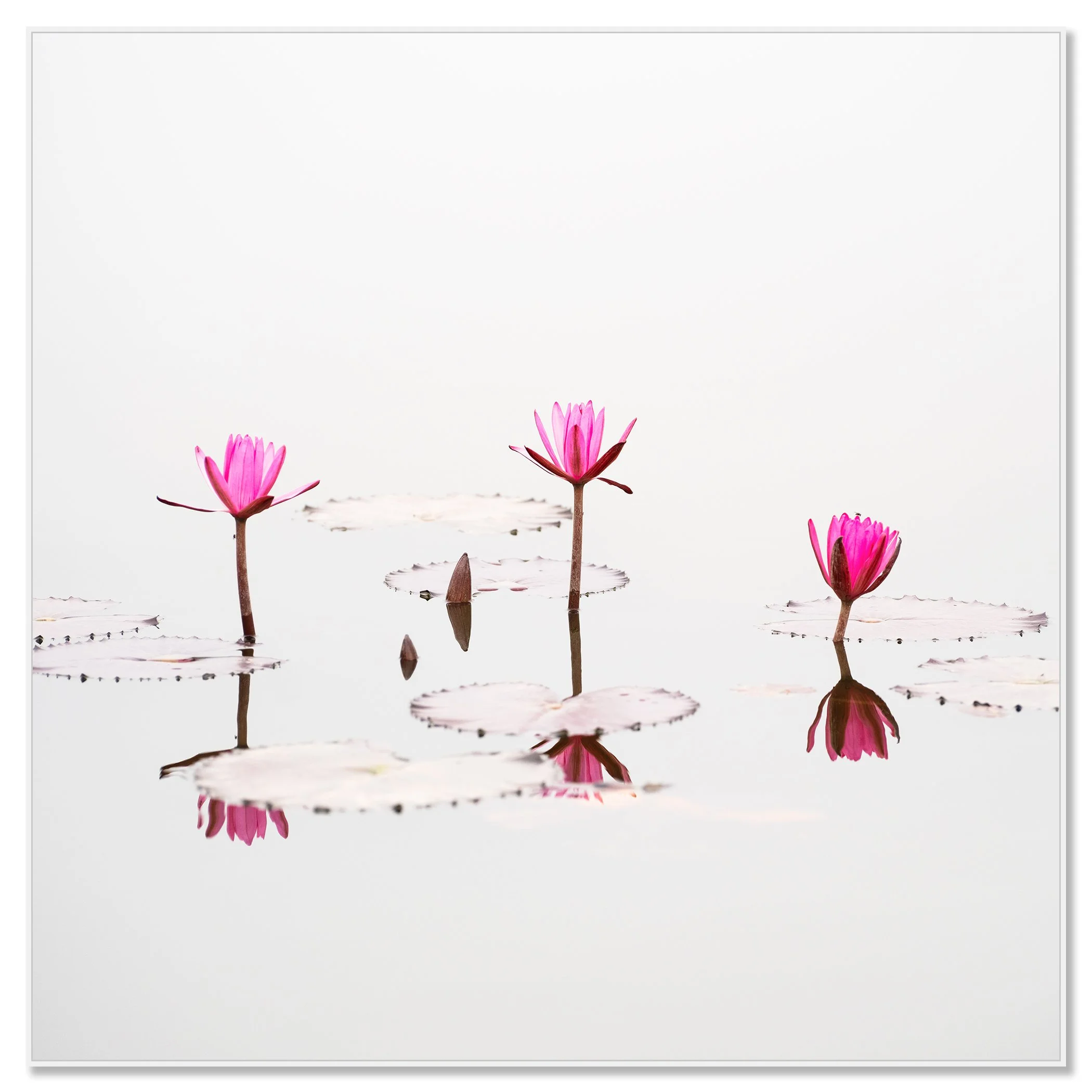 Nelumbo nucifera, Study 1 – Vietnam, colour photograph in a white aluminium ArtBox frame.
