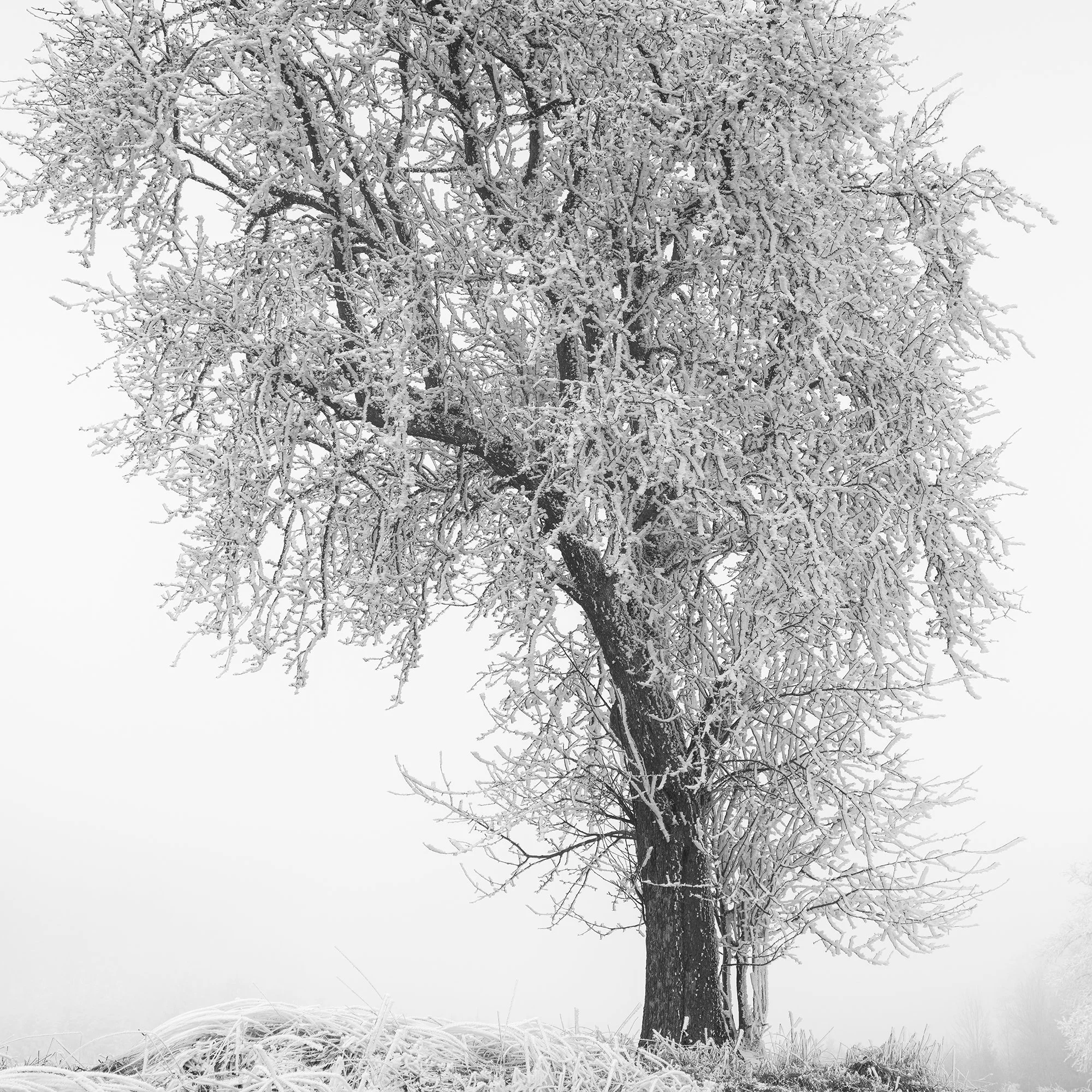 Detail of Frozen Farmland Study 3 by Gerald Berghammer, revealing fine textures and tonal gradations in minimalist black-and-white photography.