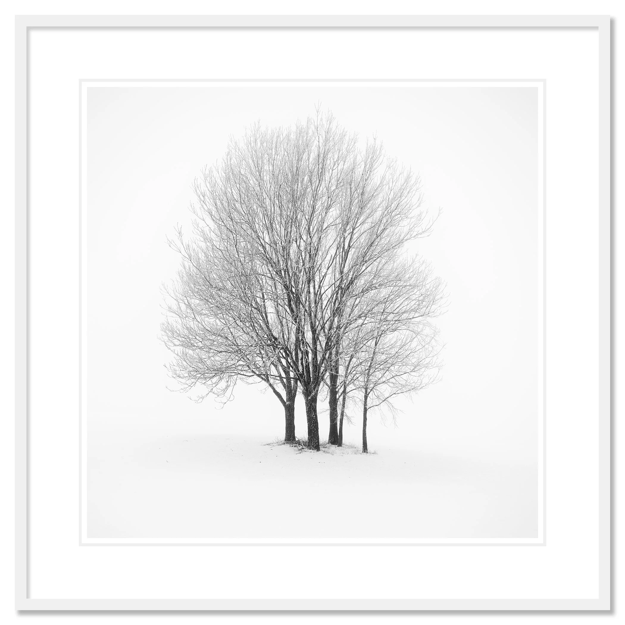 Five Minimalist Winter Trees in the Snow – Austria in a white aluminium frame with mount