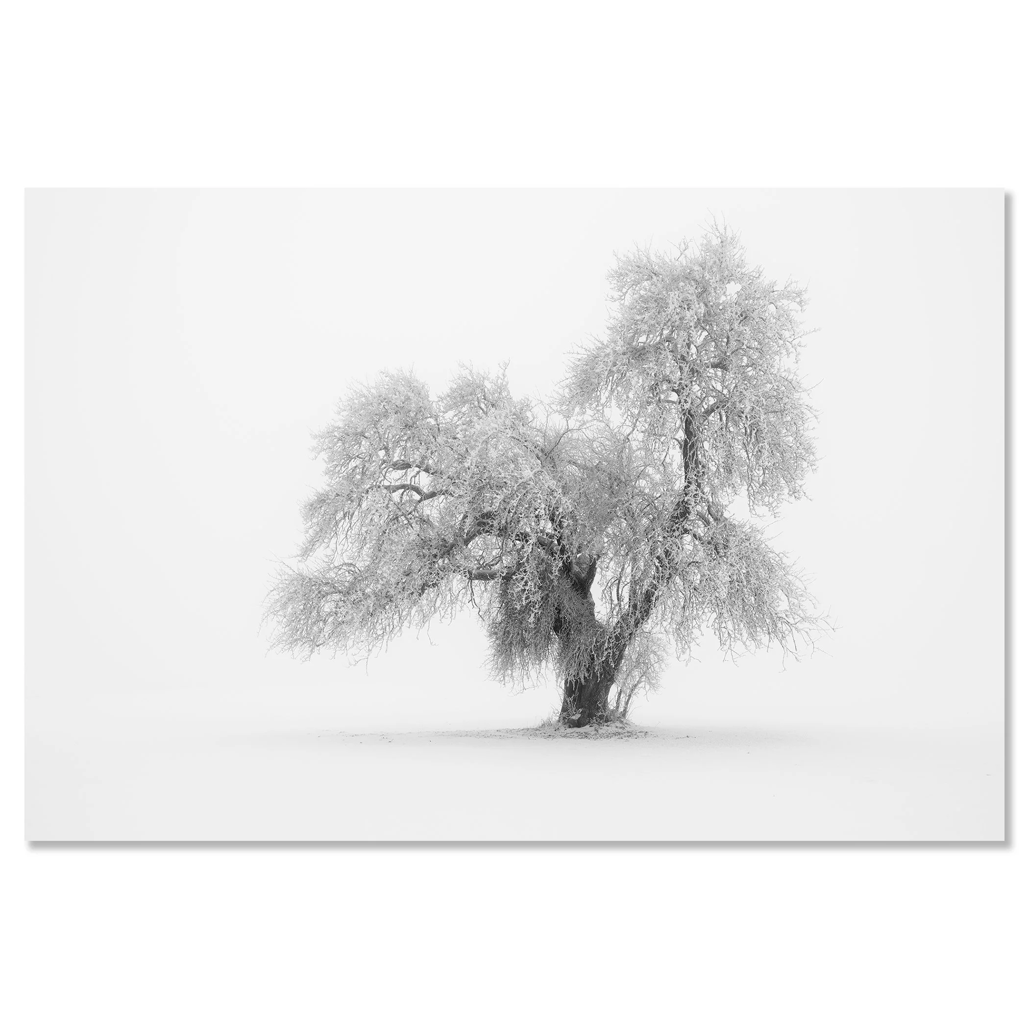 Minimalist Winter Tree Study 1 – Austria, black-and-white photo print mounted on aluminium Dibond, frameless.