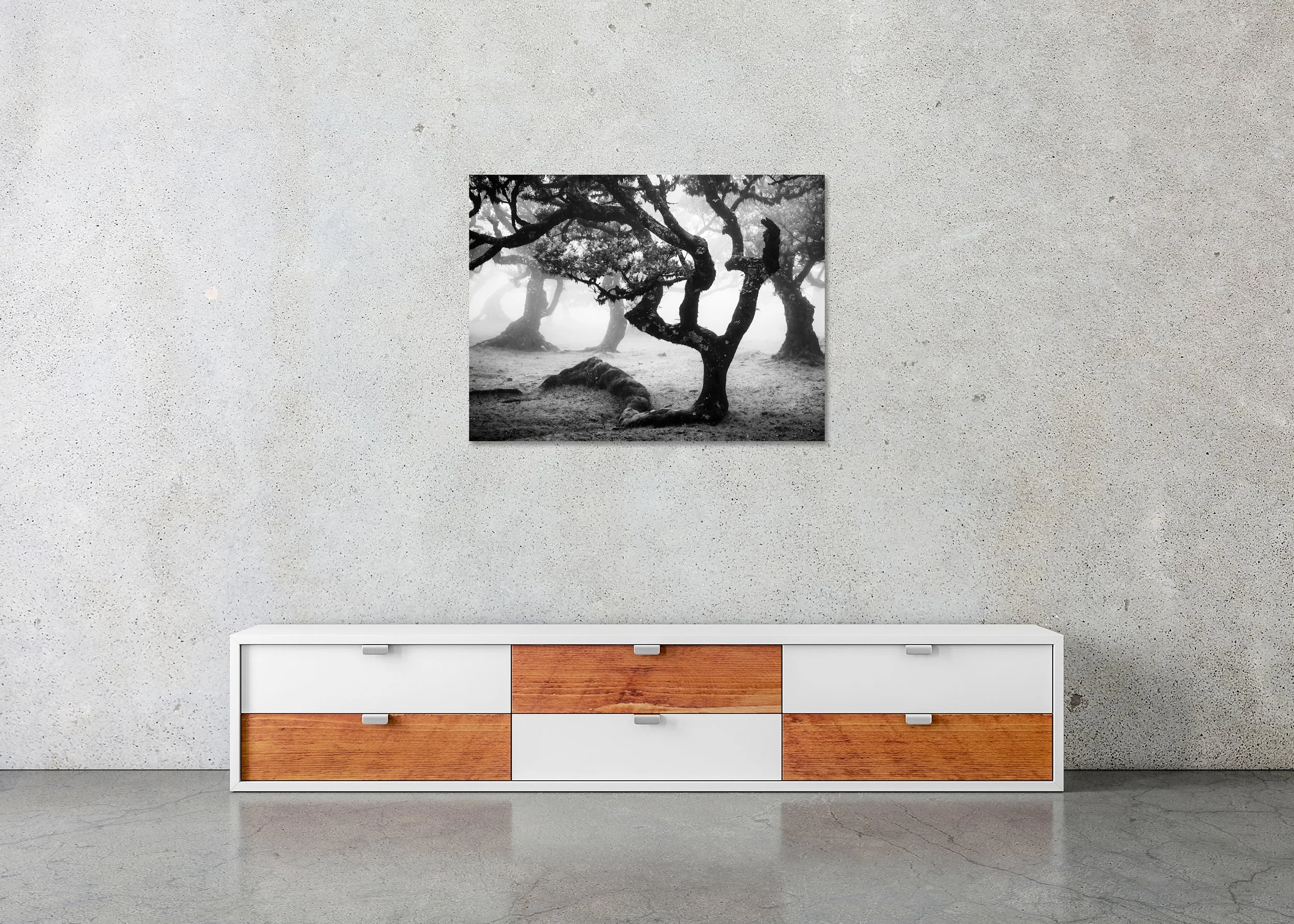 Ancient Laurisilva Forest, Study 13 displayed in a modern interior as a frameless black-and-white aluminium Dibond print by Gerald Berghammer.