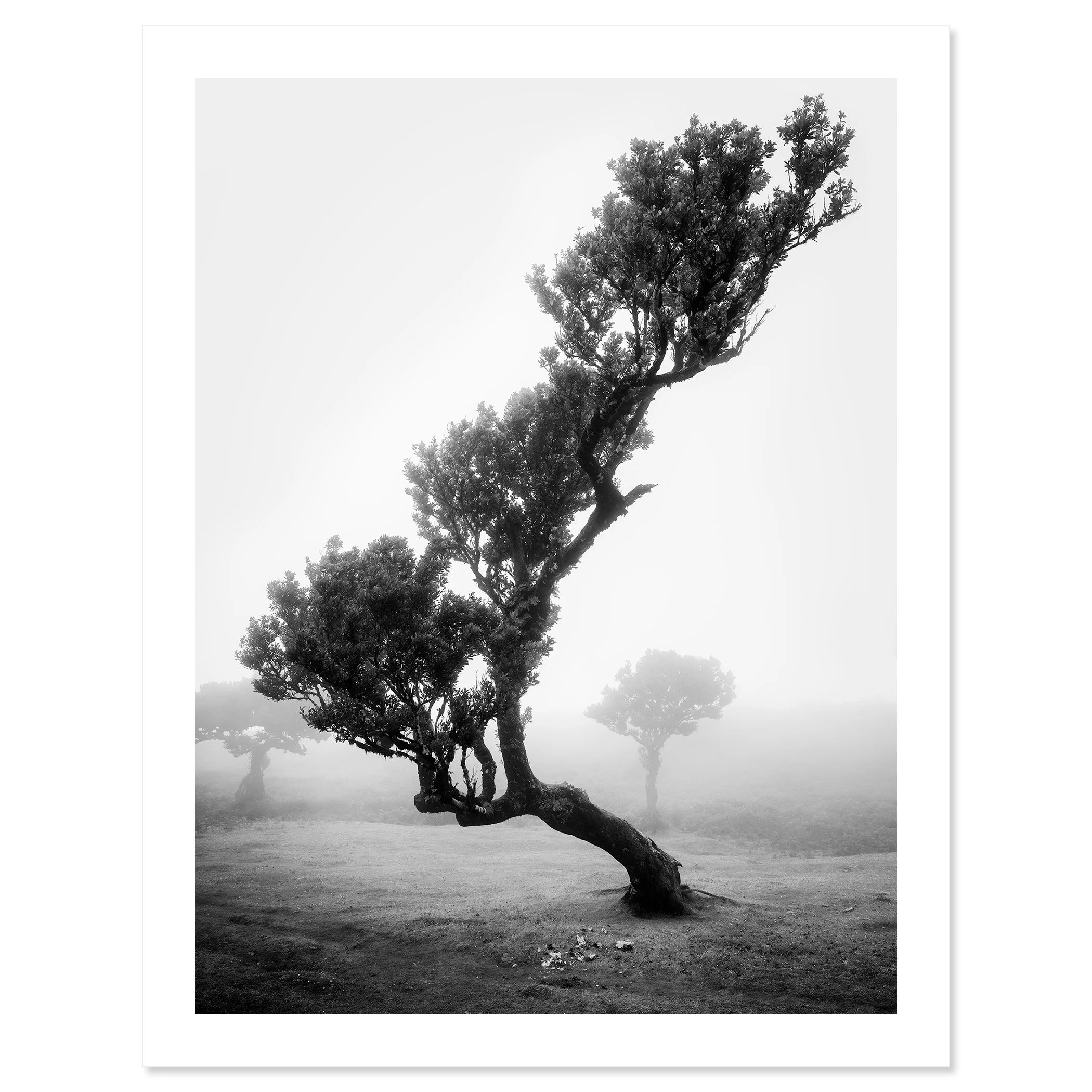 Ancient Laurisilva Forest Study 10 as an archival black-and-white fine art print with a white border by Gerald Berghammer.