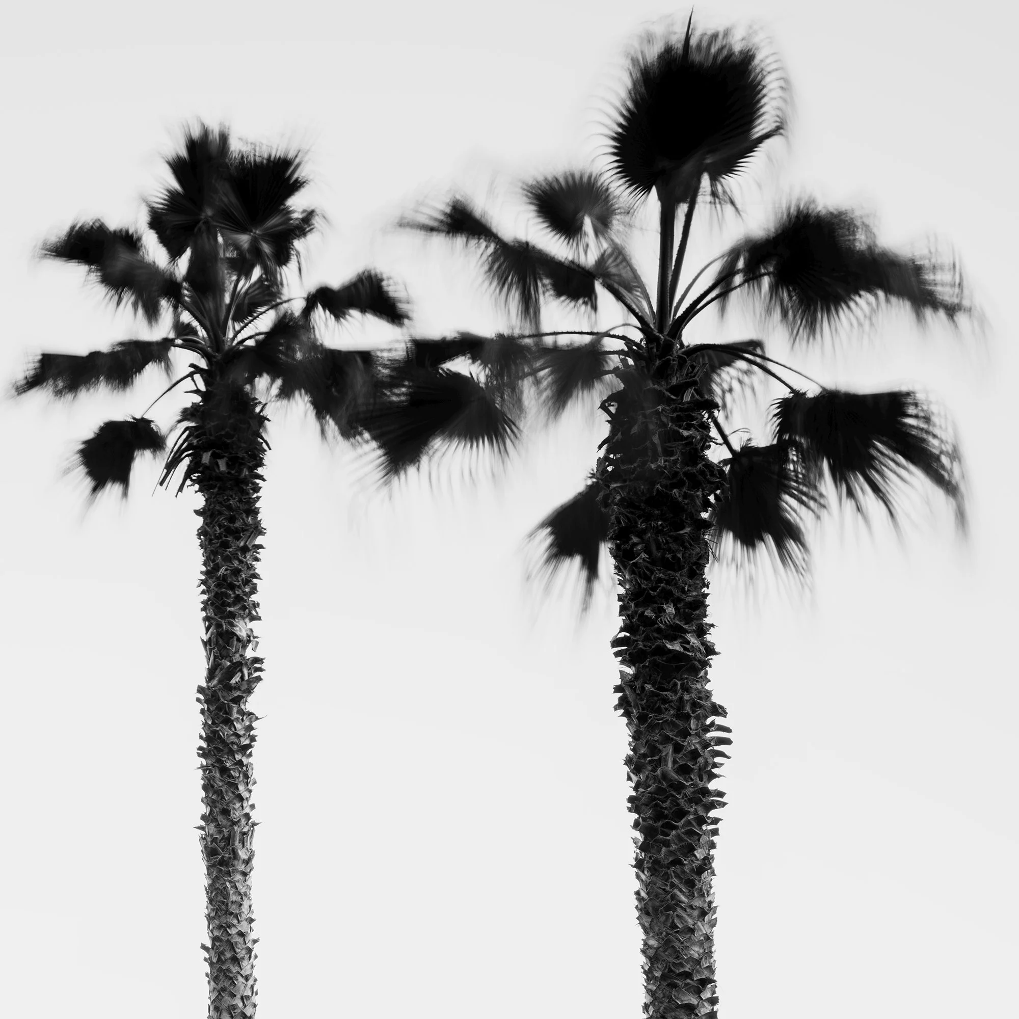 Detail of Parking Lot with Palm Trees by Gerald Berghammer, black-and-white fine art photography from Madeira, Portugal.