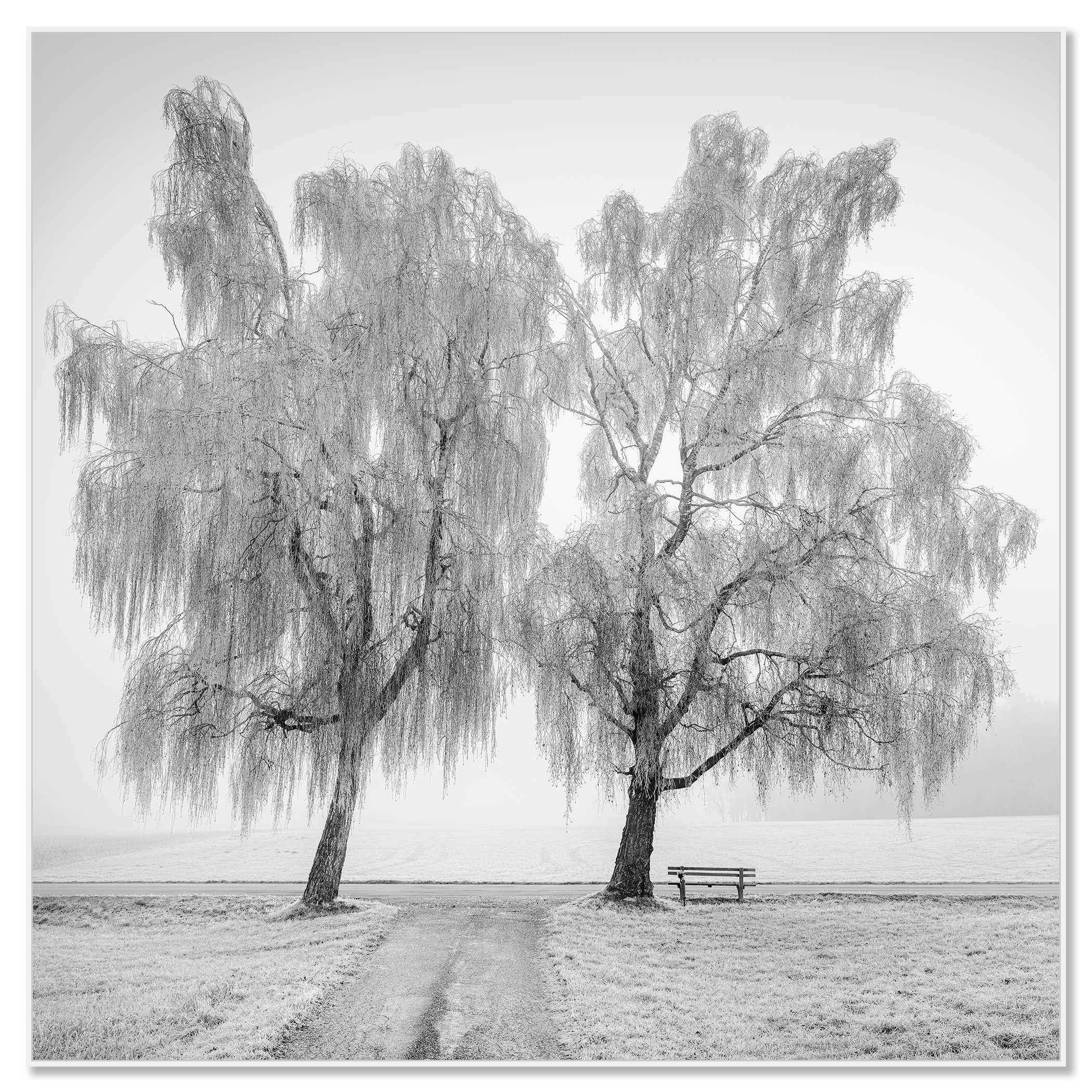 © 2025 Gerald Berghammer - Black and white landscape photography. Two leafless trees near a park bench on a foggy day, with a dirt path leading towards the trees. Chromaluxe framed white