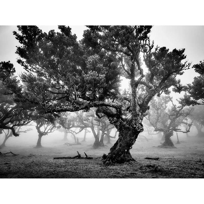 Ancient Laurisilva Forest Study 15 – Portugal | Gerald Berghammer