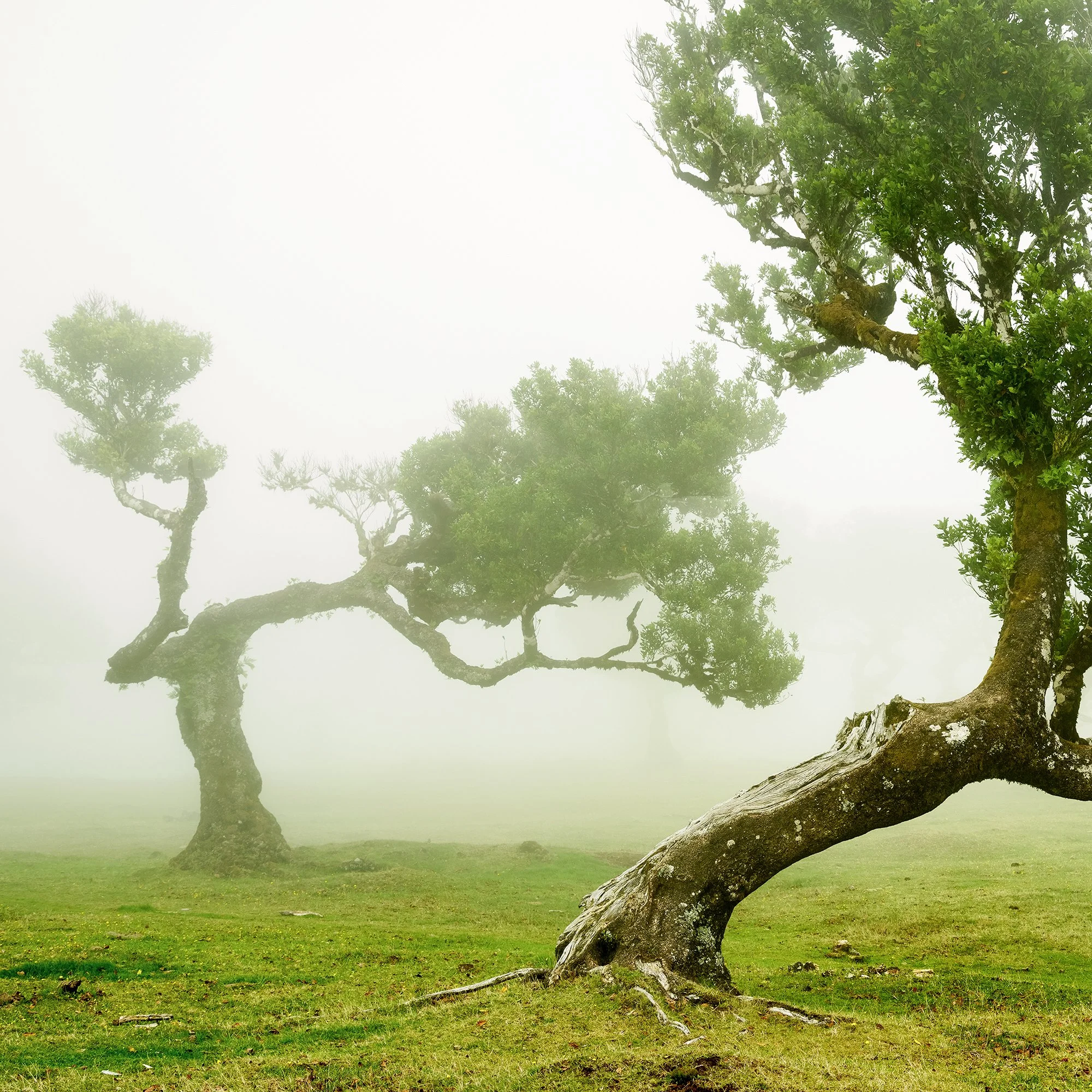 © 2021 Gerald Berghammer - Wind-shaped trees in a green meadow surrounded by soft morning fog, creating a calm, atmospheric landscape. Print detail 1