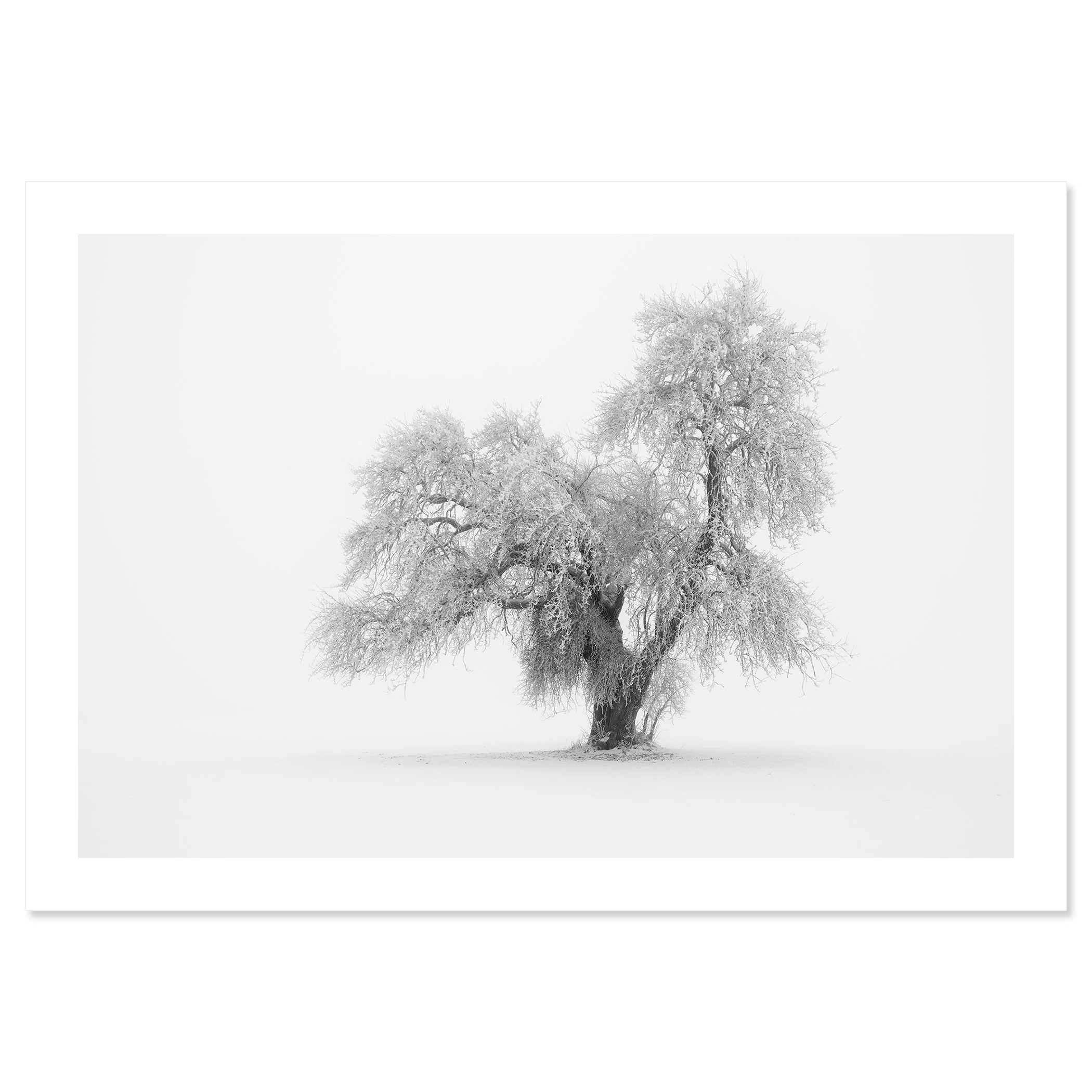 Minimalist Winter Tree Study 1 – Austria as an archival black-and-white pigment print on Hahnemühle Photo Rag Baryta.