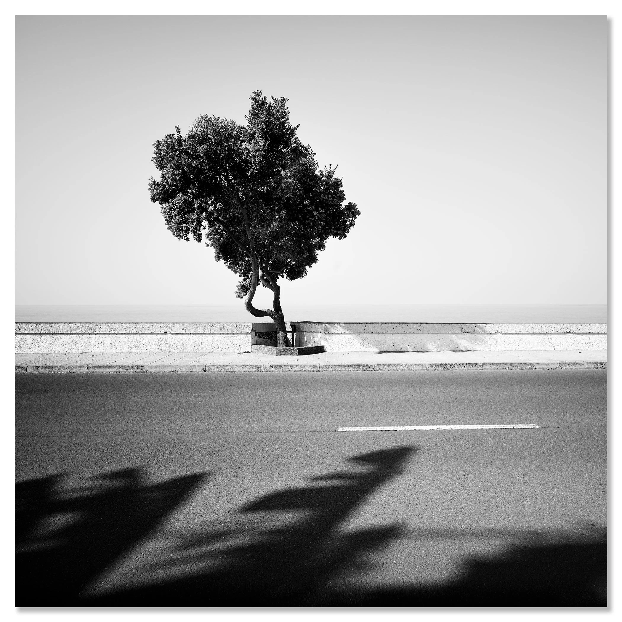 Black and white photo of a lone tree by a seafront road, with shadows stretching across the pavement – dibond frameless
