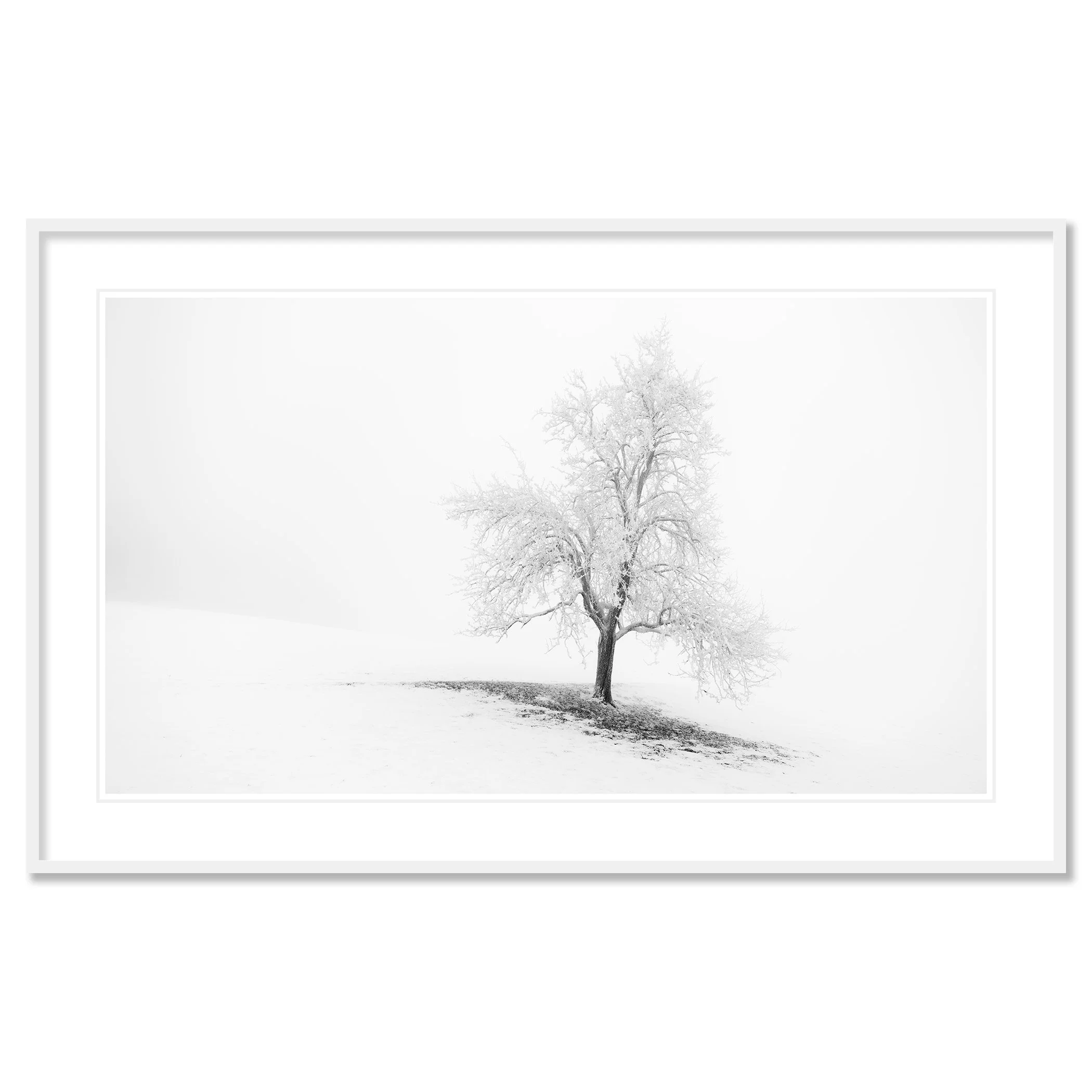 Frosted Winter Tree Panorama by Gerald Berghammer, archival pigment print in a white aluminium frame with a white mount.