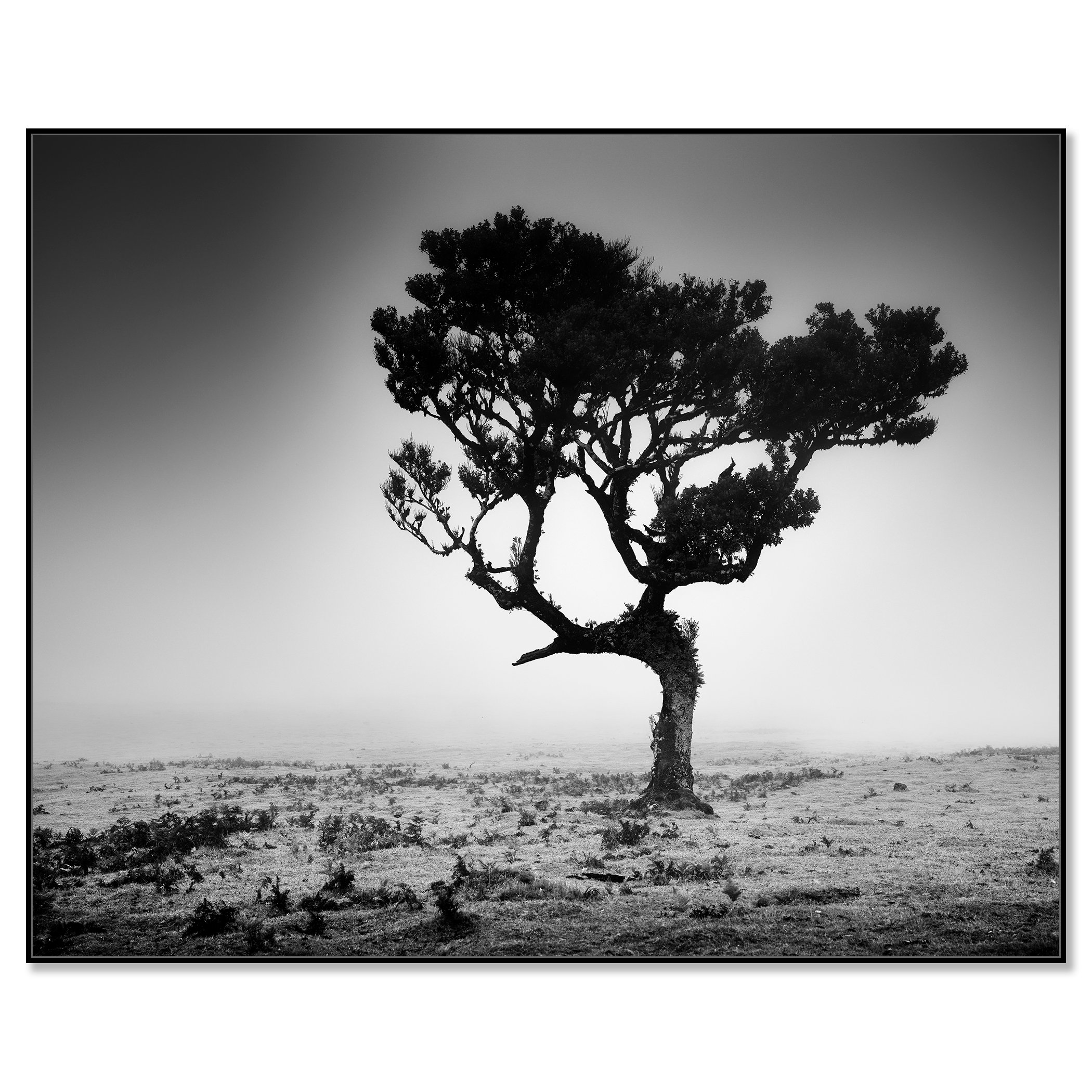 Solitary twisted-branched tree on a flat, sparse landscape, black-and-white fine art photograph – framed ArtBox black
