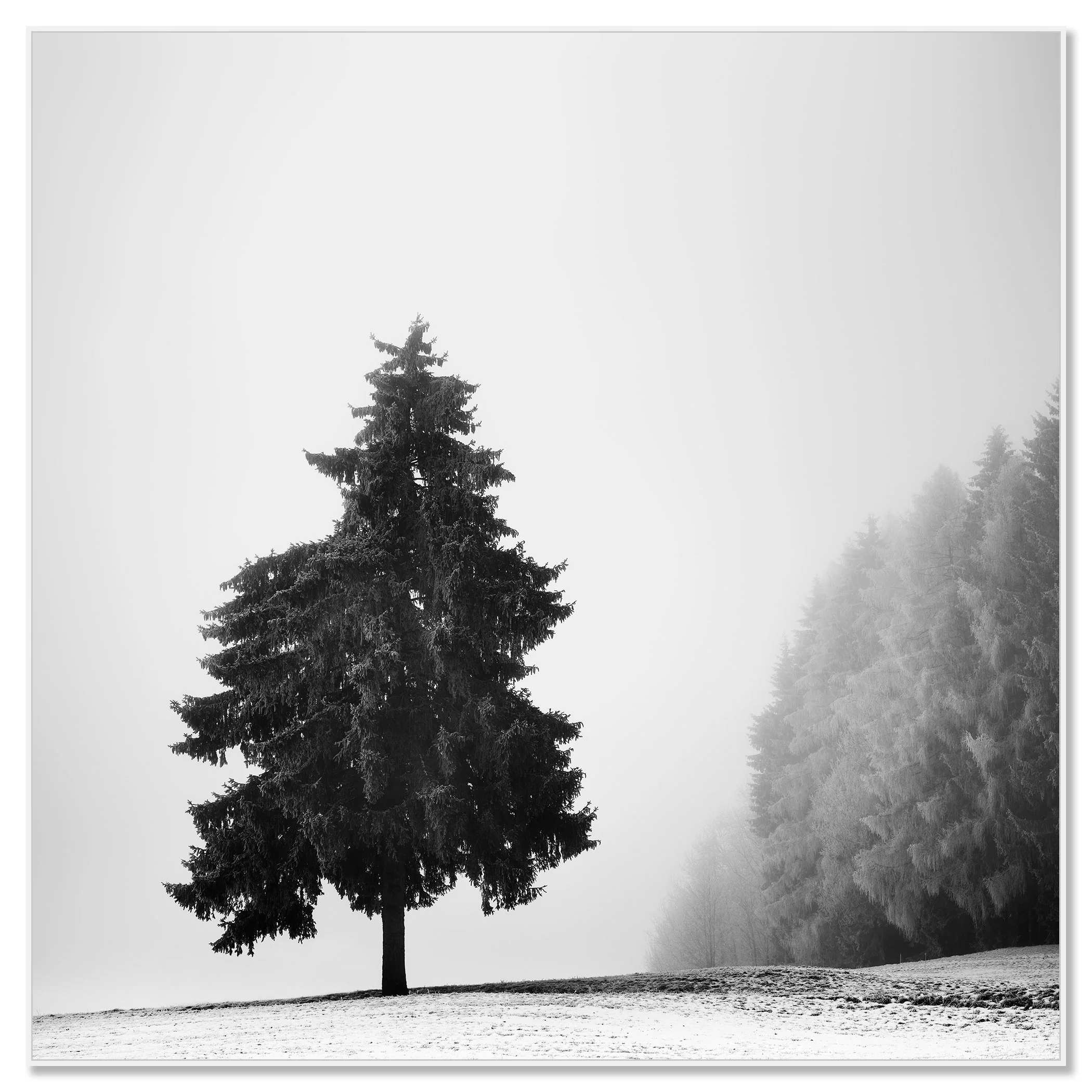 Solitary fir tree on a snowy landscape with fog and a dense forest to the right – framed ArtBox white