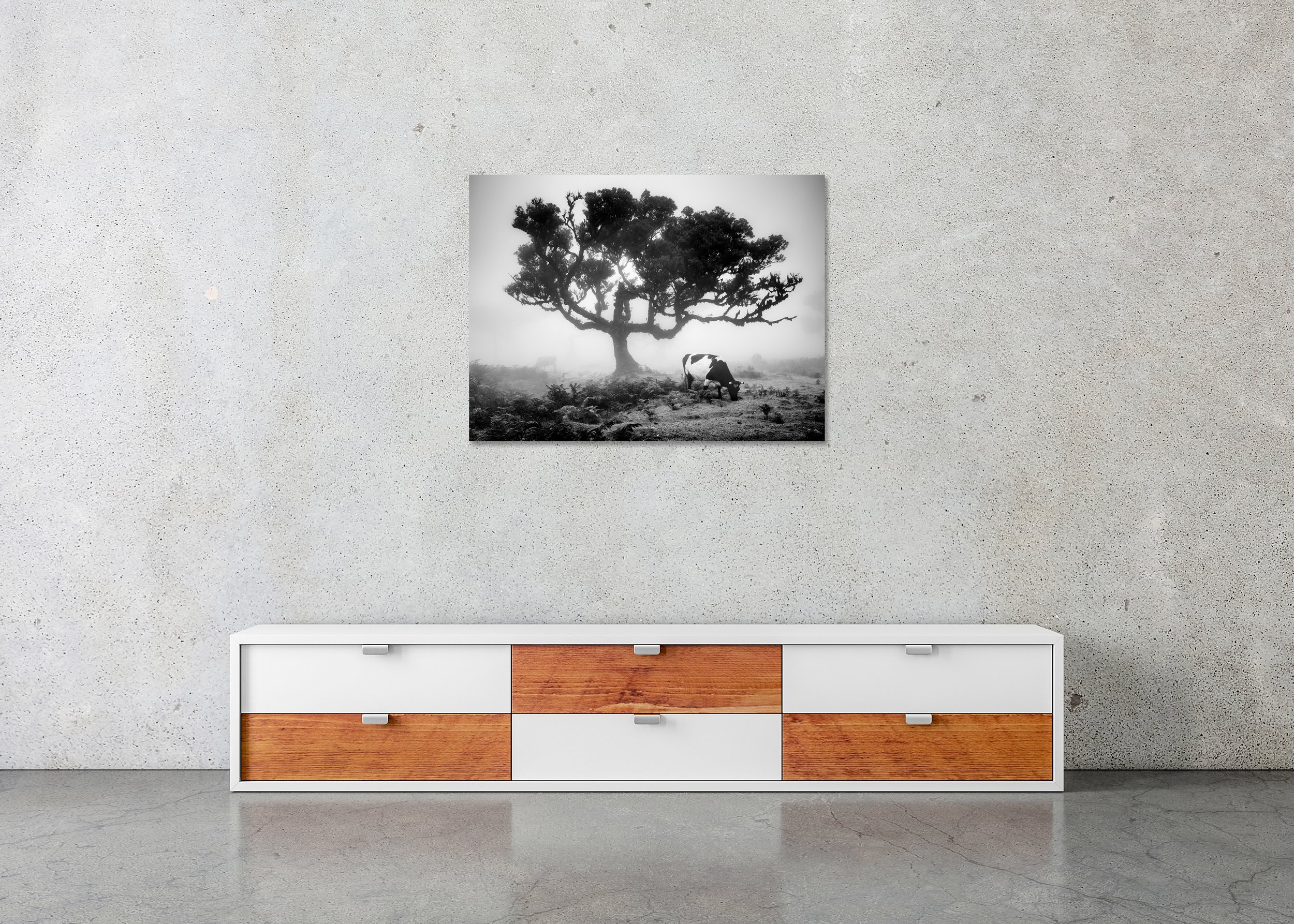 Black-and-white photo of a foggy pasture with a spreading tree silhouette and a cow grazing; photo print mounted on Dibond, frameless.