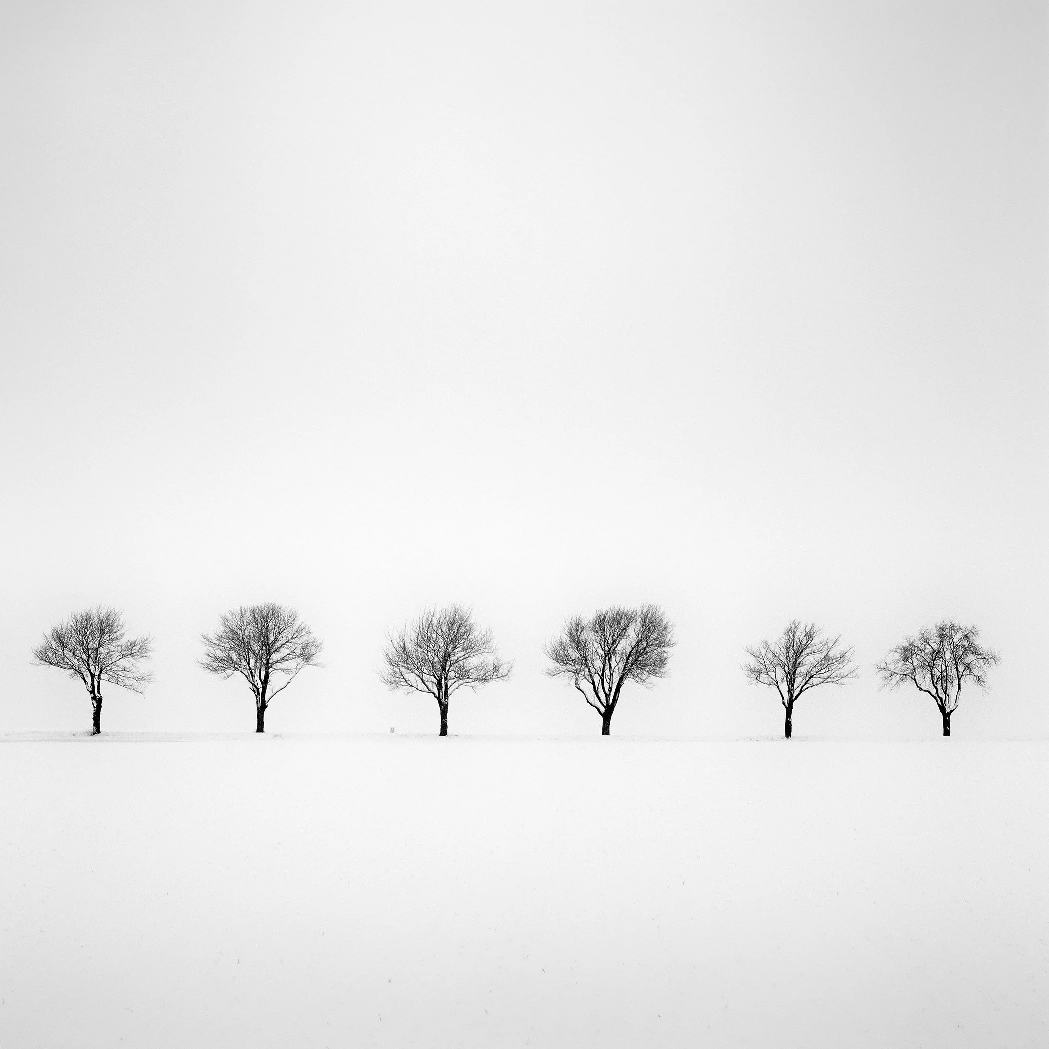 Six leafless trees aligned across a snow-covered field on a misty winter morning in Austria, photographed by Gerald Berghammer.