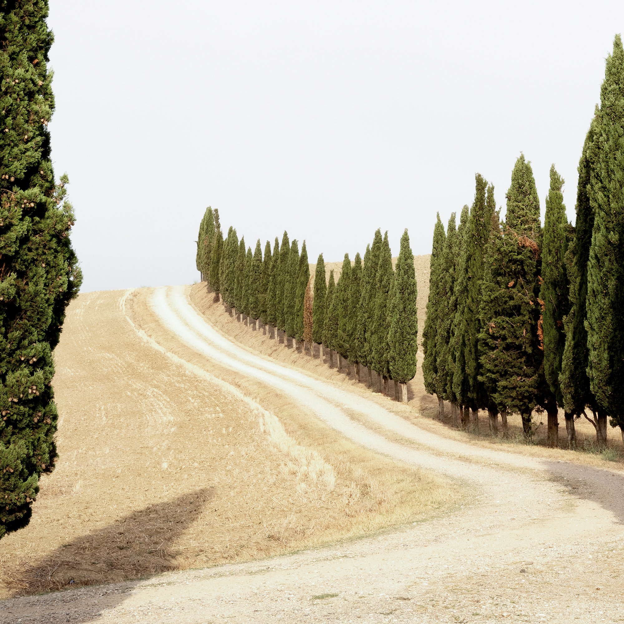 Gerald Berghammer - Color landscape photography. A winding dirt road lined with tall, green cypress trees on both sides in a dry, open landscape. Print detail 3