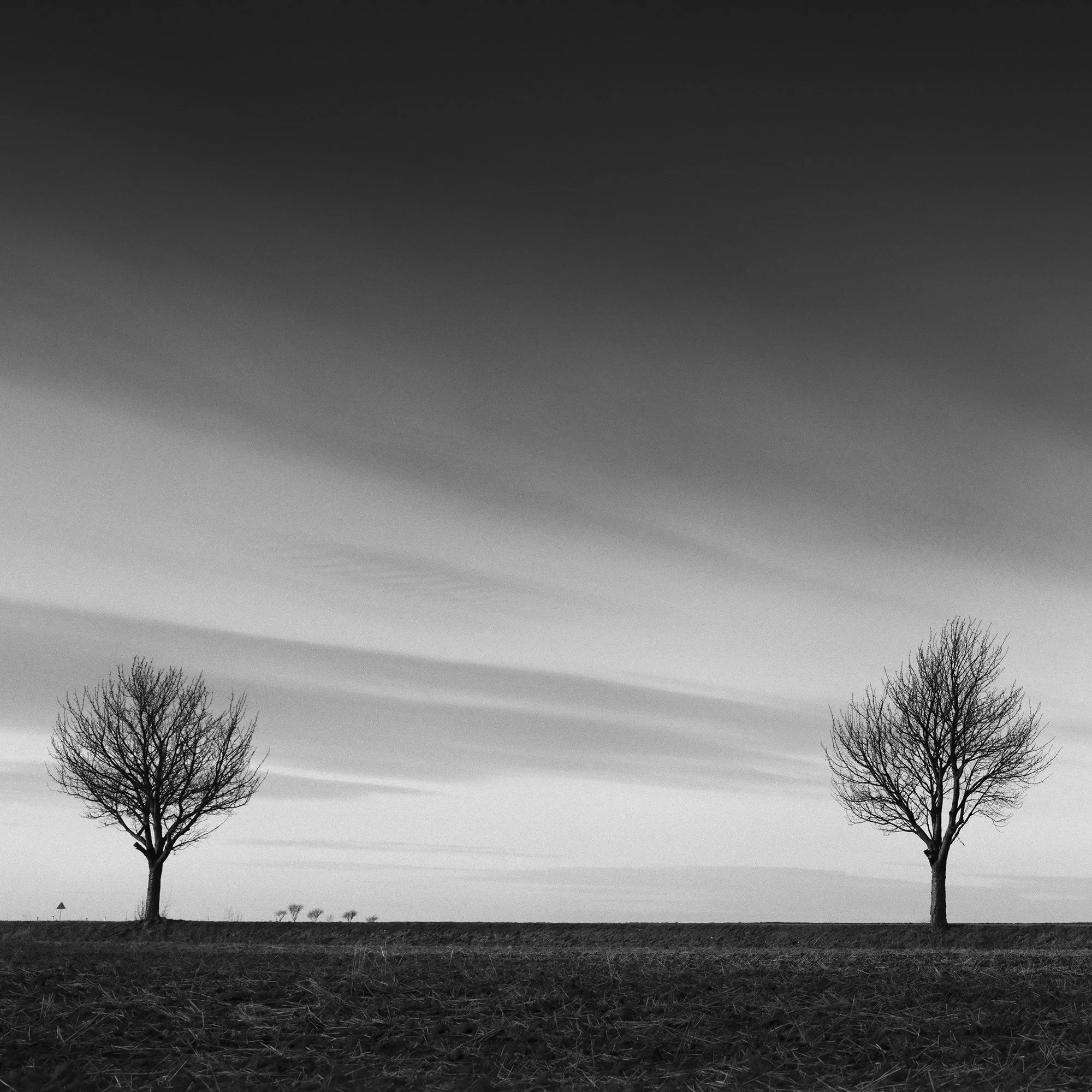 Gerald Berghammer - Black and white landscape panorama photography. Six leafless trees evenly spaced across a flat landscape under a dramatic, cloudy sky. Print detail 1