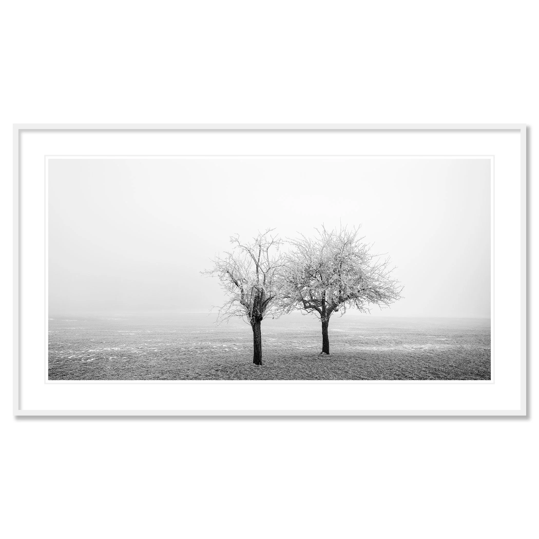Frozen Trees in a Field Panorama Study 1 as an archival pigment print in a white aluminium frame with a white mount by Gerald Berghammer.