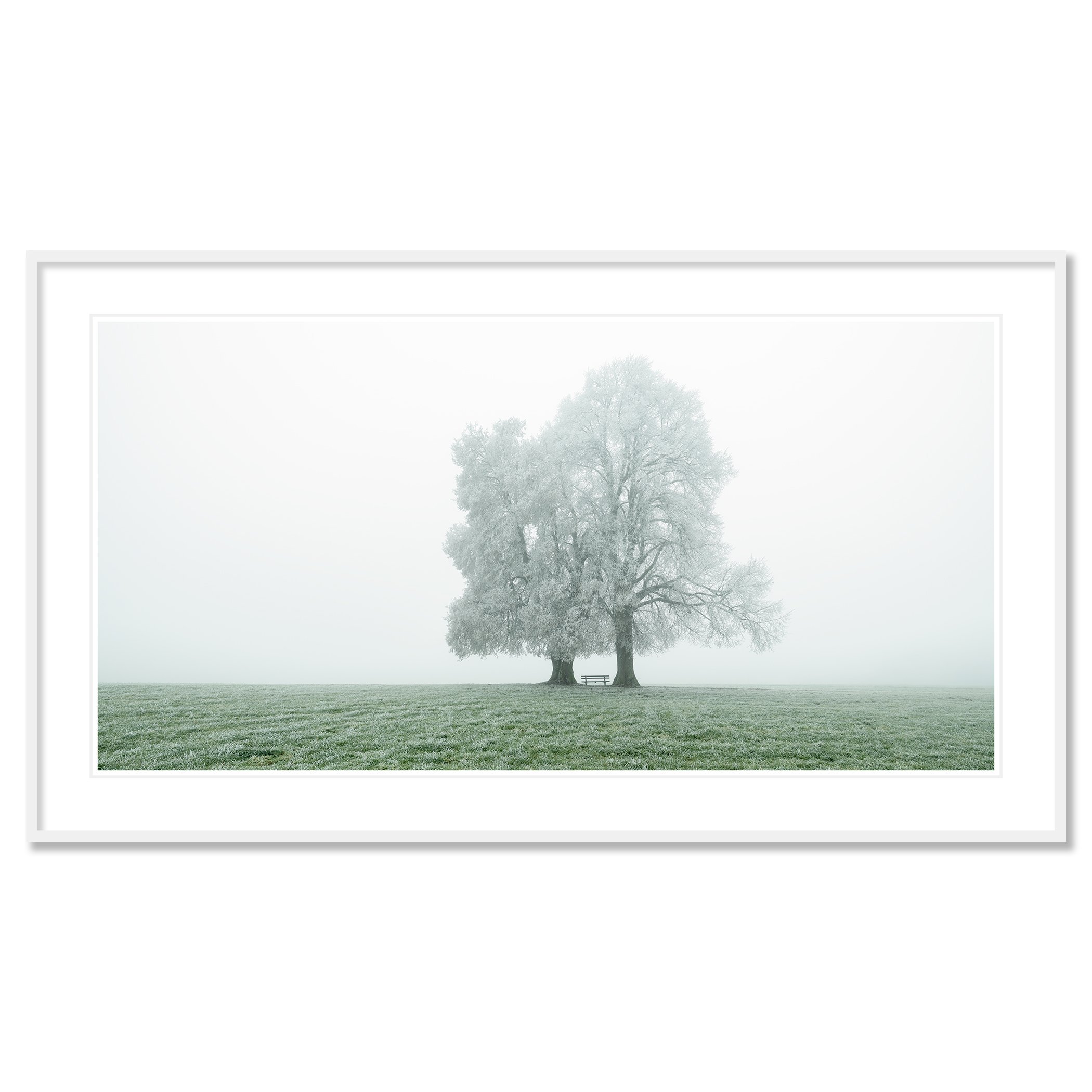 © 2025 Gerald Berghammer - Color panorama photography. Foggy landscape with two large frozen trees and a park bench underneath the trees, on a grassy field. Classic framed white