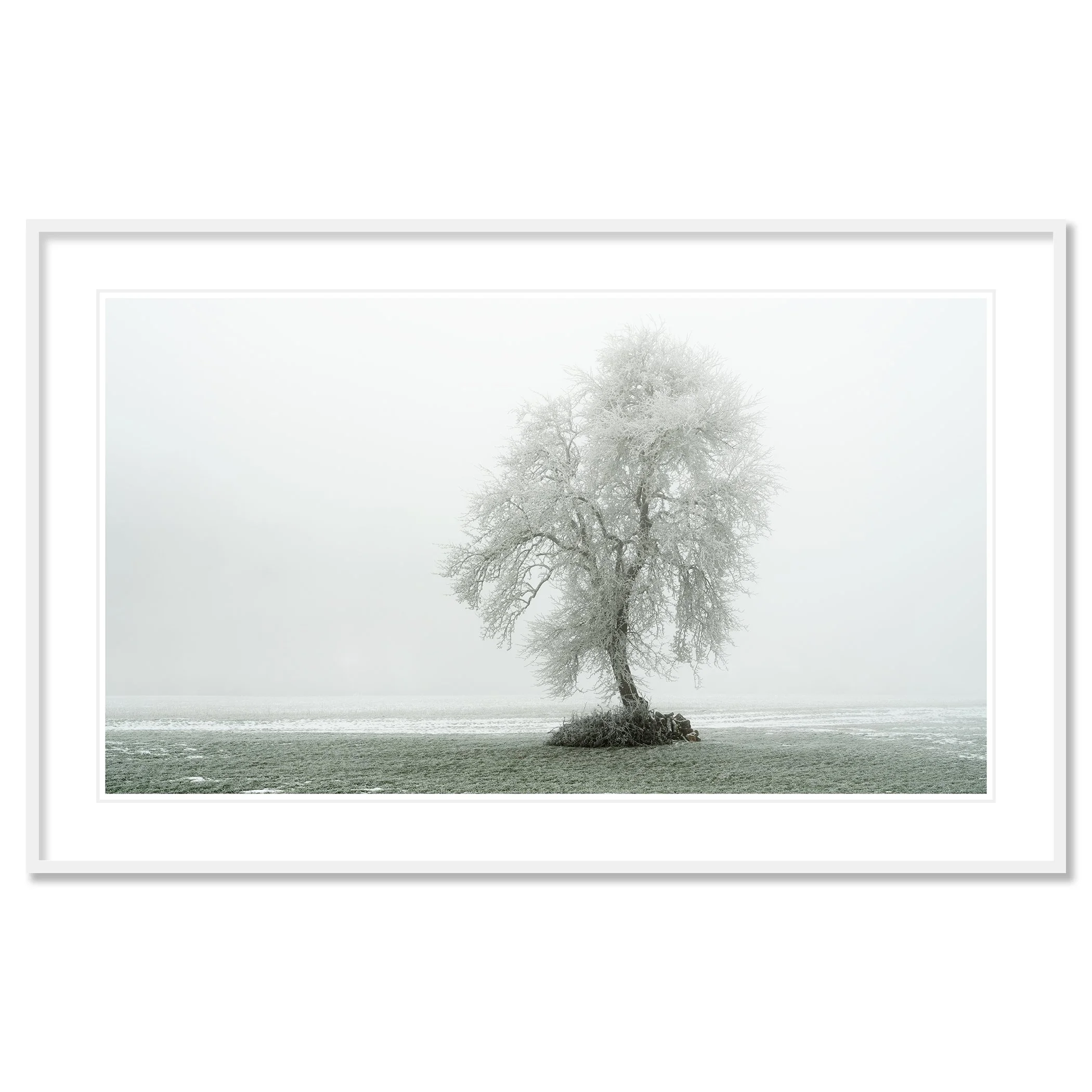 Gerald Berghammer - Color minimalist photography. A solitary tree with snow-covered branches on a small patch of land in a foggy winter landscape. Classic framed white