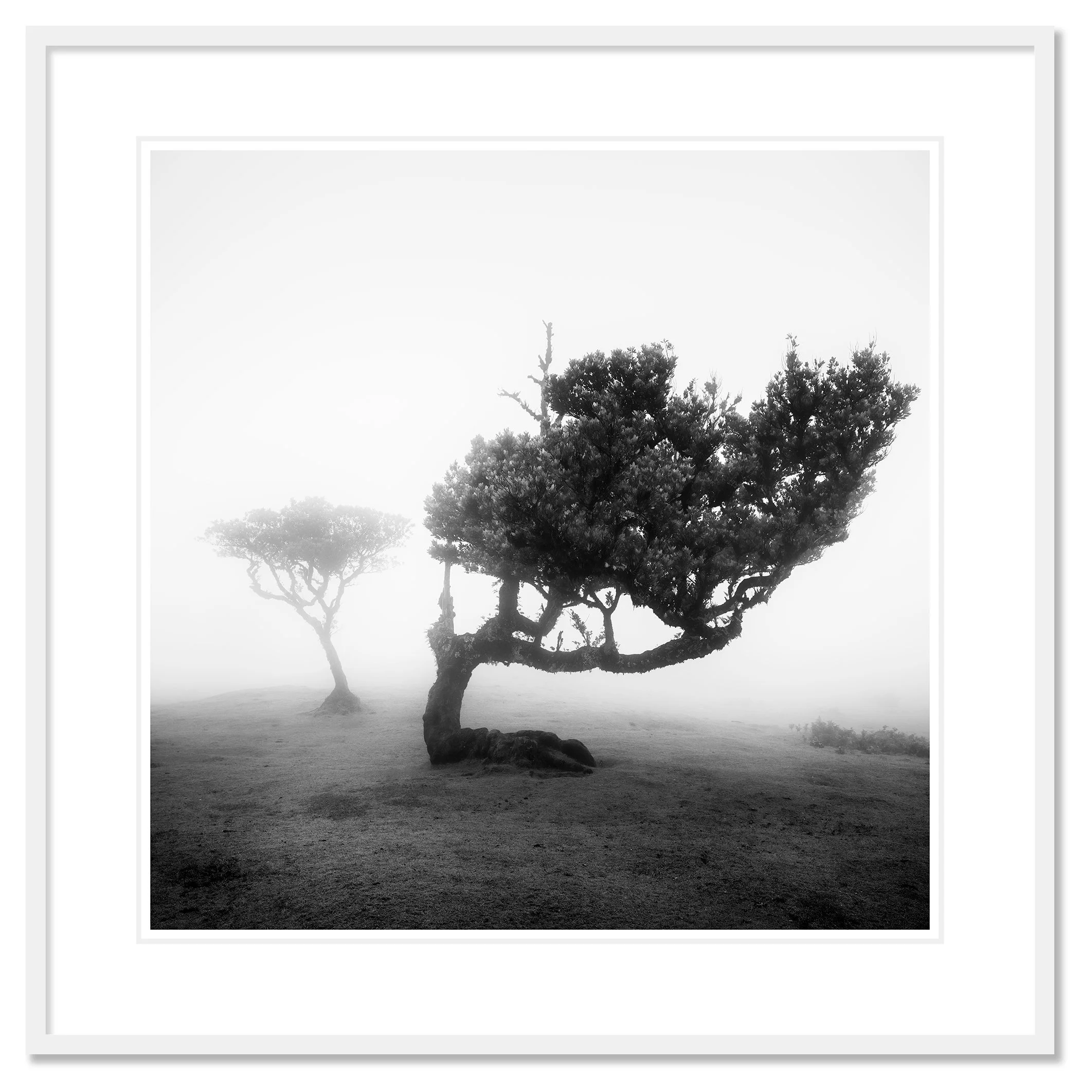 Ancient Laurel Cloud Forest Study 2 in a white aluminium frame with a white passe-partout by Gerald Berghammer.