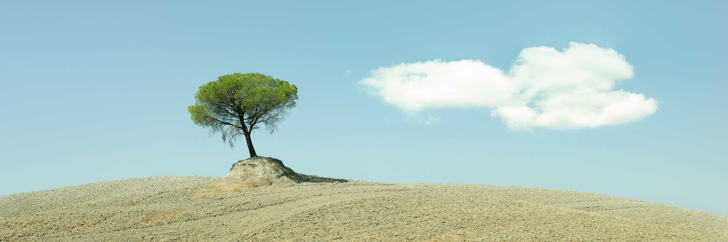 Lone tree on a rolling hill in Tuscany under a blue sky with white clouds