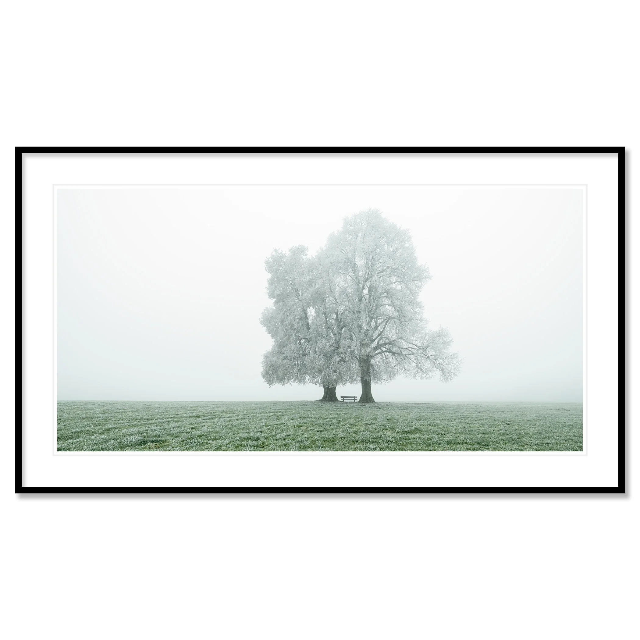 © 2025 Gerald Berghammer - Color panorama photography. Foggy landscape with two large frozen trees and a park bench underneath the trees, on a grassy field. Classic framed black