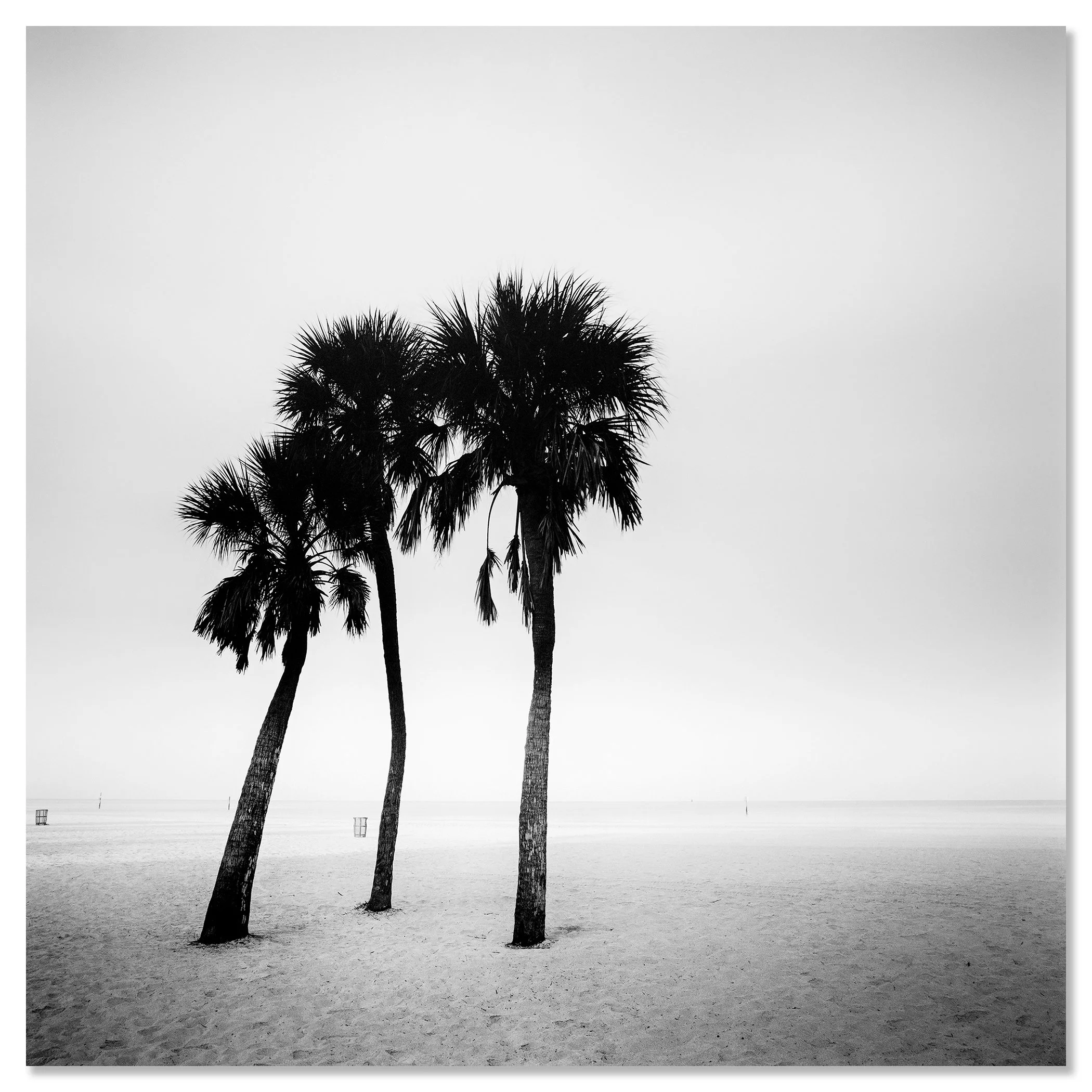 Palm Beach Study 1 by Gerald Berghammer, frameless black-and-white fine art photograph mounted on aluminium Dibond.