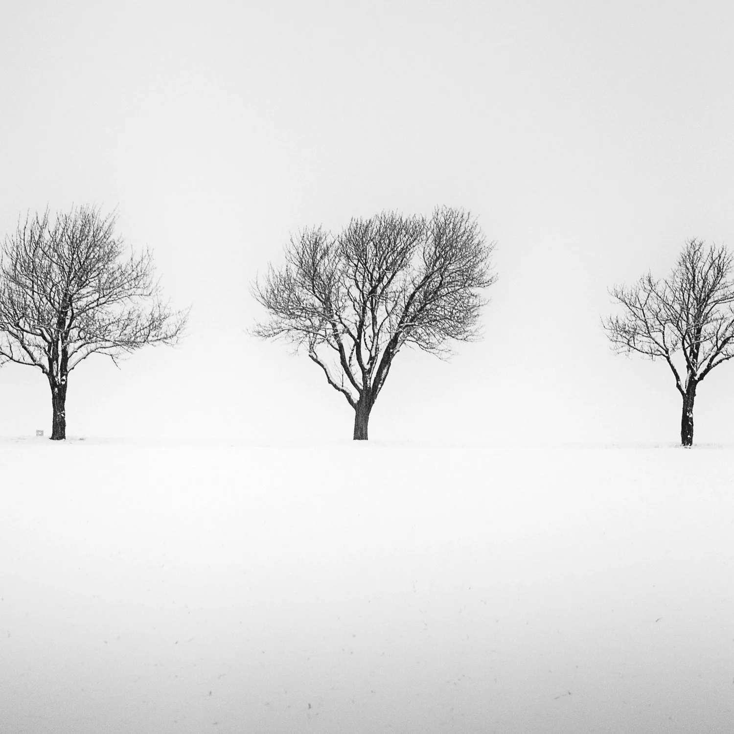 Close-up of three bare winter trees against a snowy field in Austria, photographed by Gerald Berghammer.