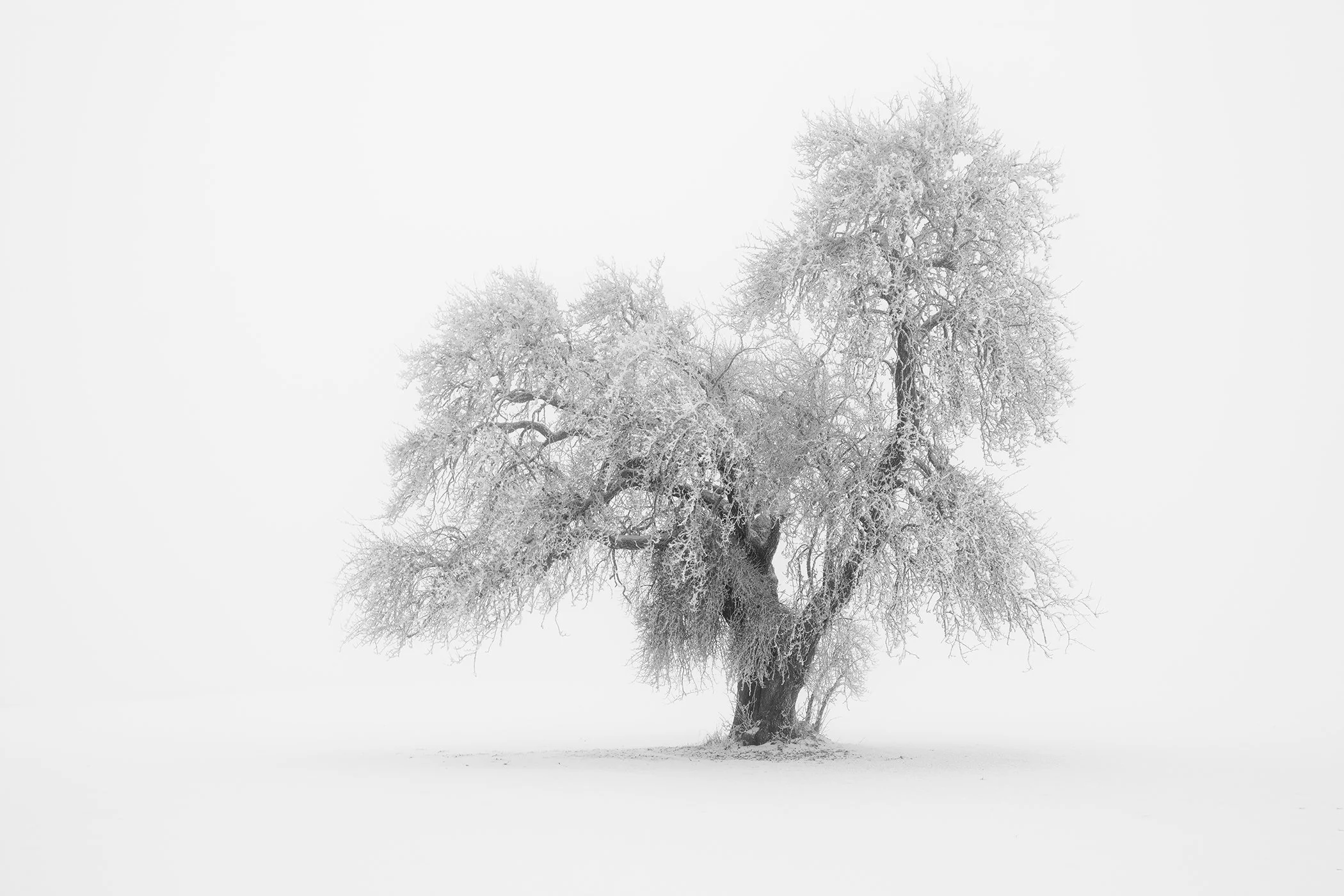Minimalist Winter Tree Study 1 by Gerald Berghammer, solitary frost-covered tree in a luminous high-key winter landscape in Austria.