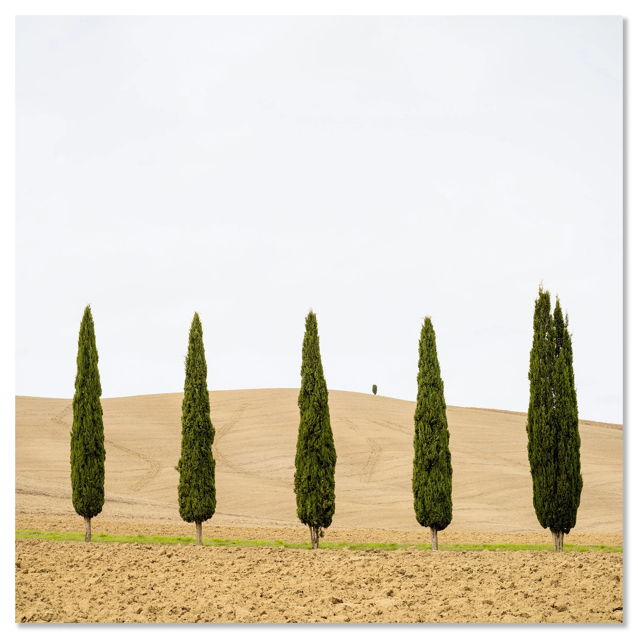 Gerald Berghammer - Color minimalist Landscape Photography. Five tall cypress trees standing in a row on a hilly, plowed field with a pale sky. Chromaluxe frameless