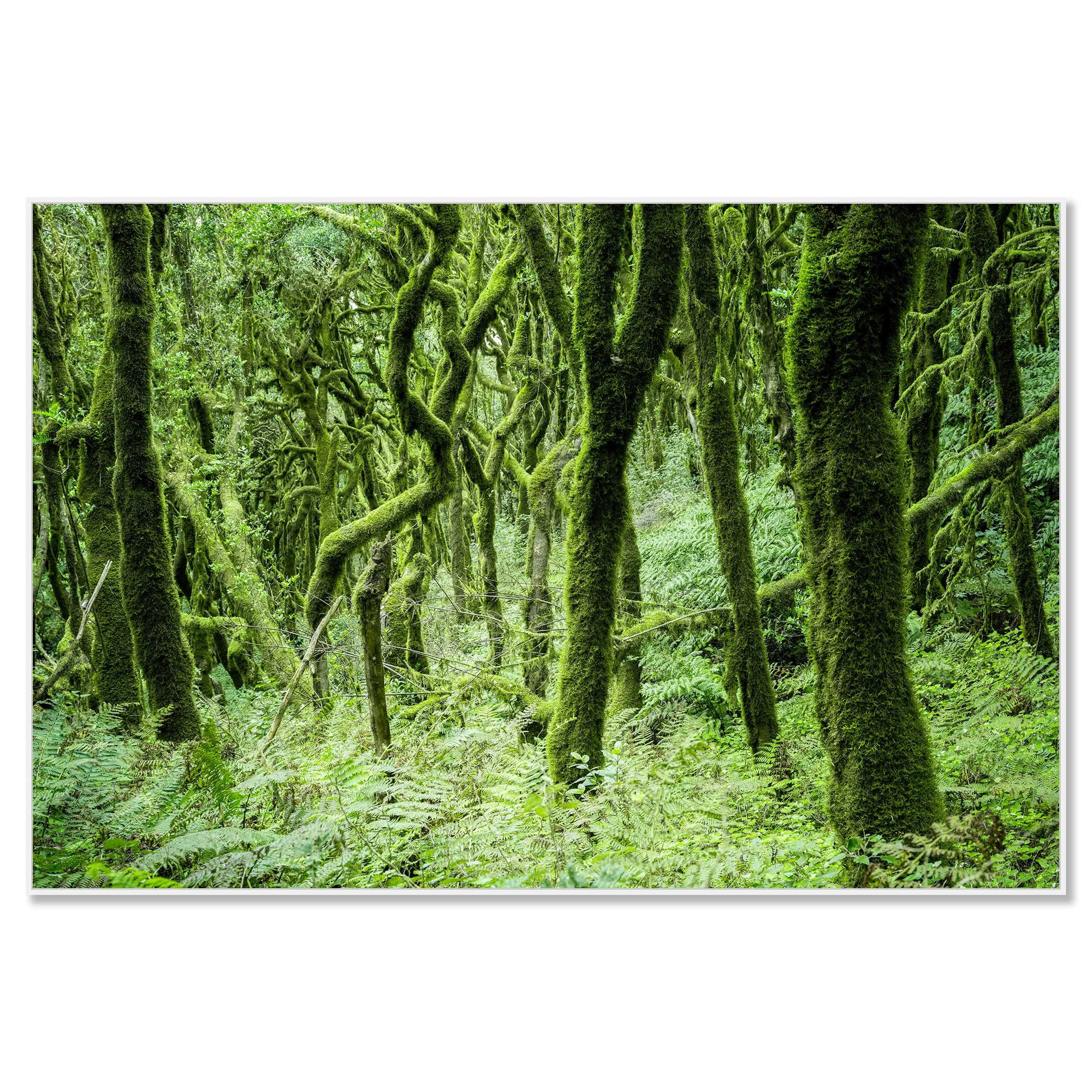 The Laurel Forest of La Gomera, Study 1 – colour photograph on Dibond in a white aluminium ArtBox. Photo by Gerald Berghammer.