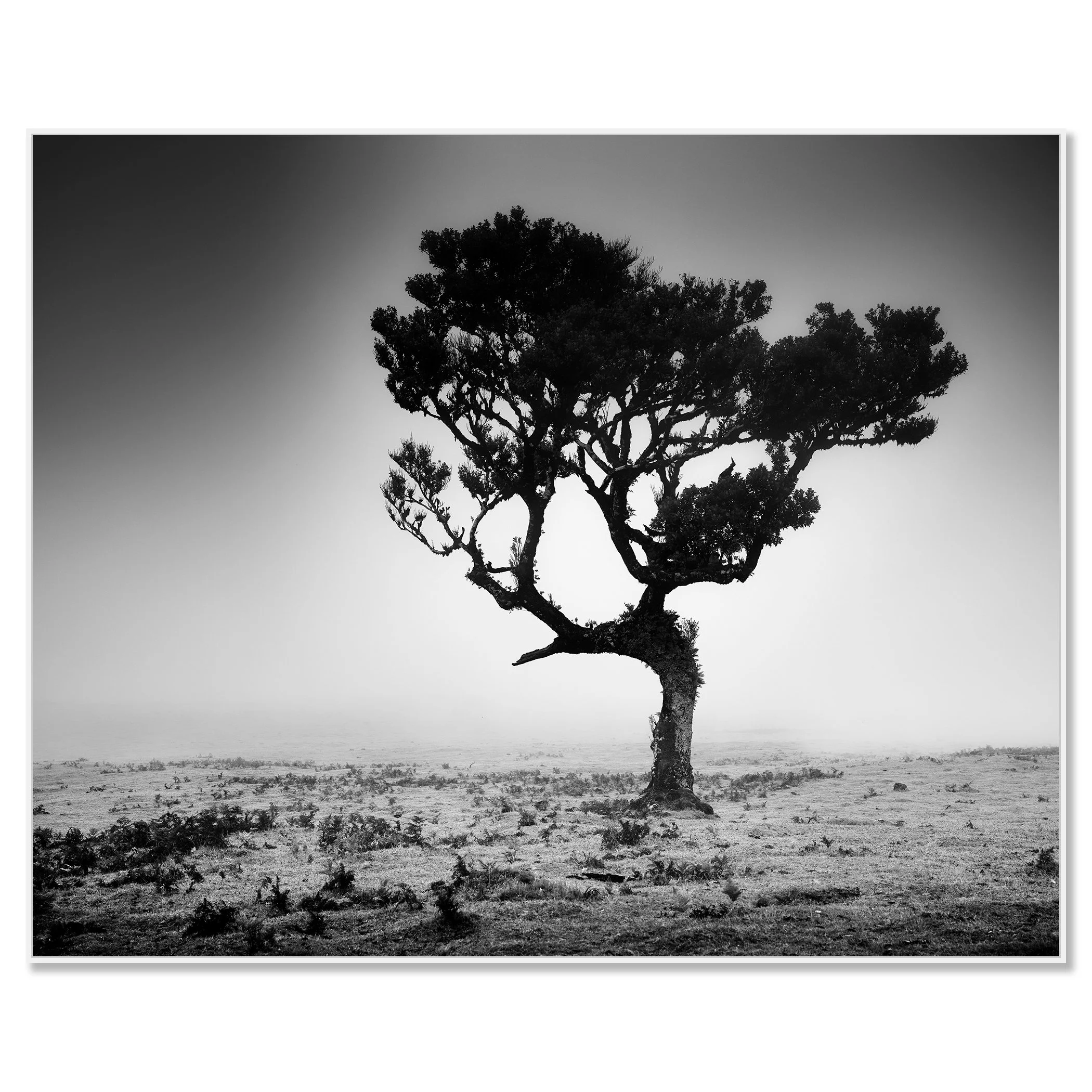 Solitary twisted-branched tree on a flat, sparse landscape, black-and-white fine art photograph – framed ArtBox white