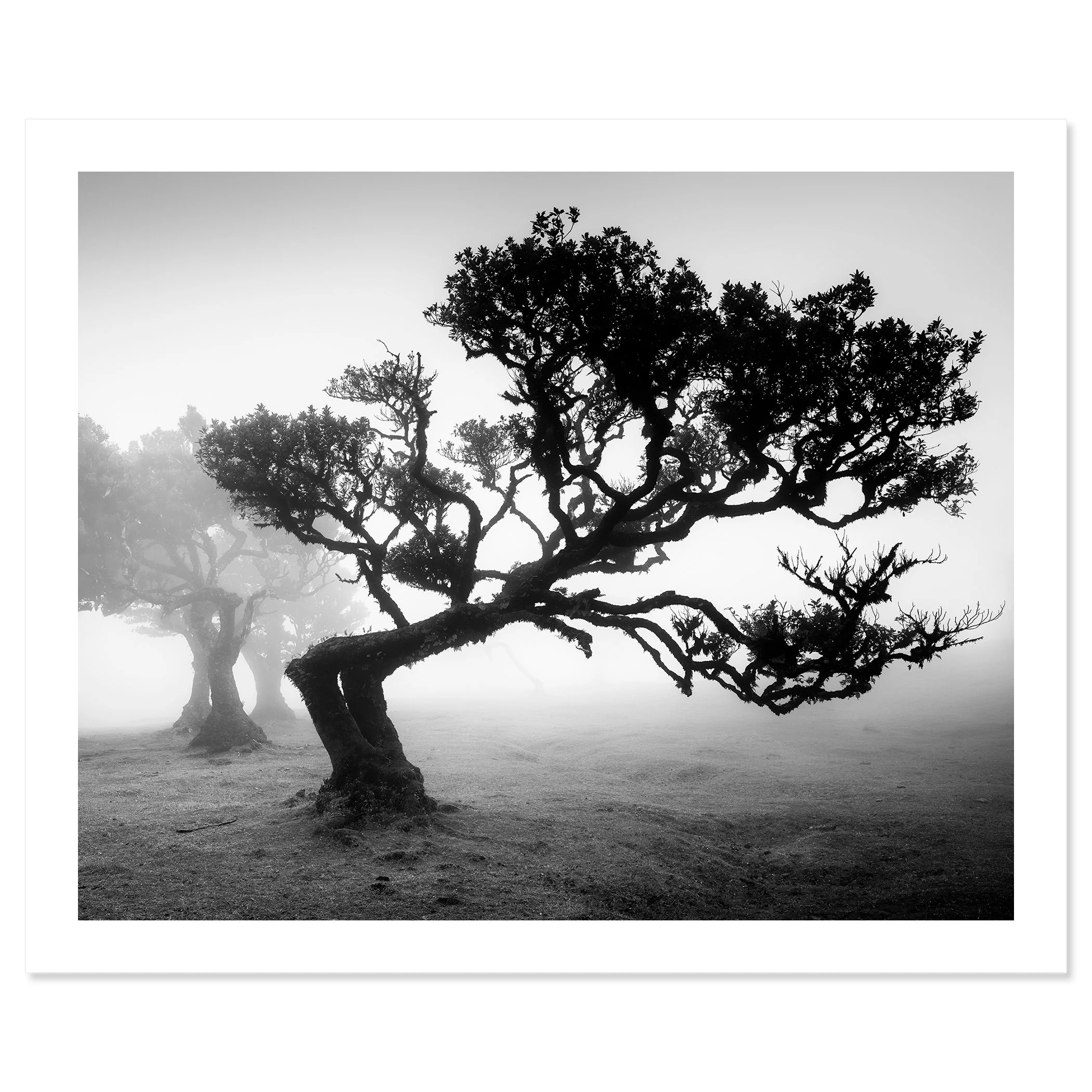 Ancient Laurisilva Forest Study 1 shown as an archival pigment print on paper with a white border by Gerald Berghammer.