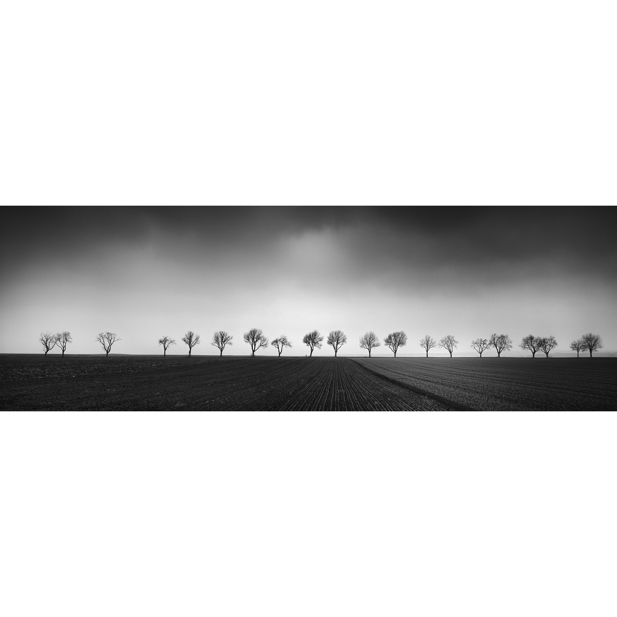 Gerald Berghammer - Black and white panorama photography. Landscape with a row of leafless trees across a flat field under a cloudy sky.