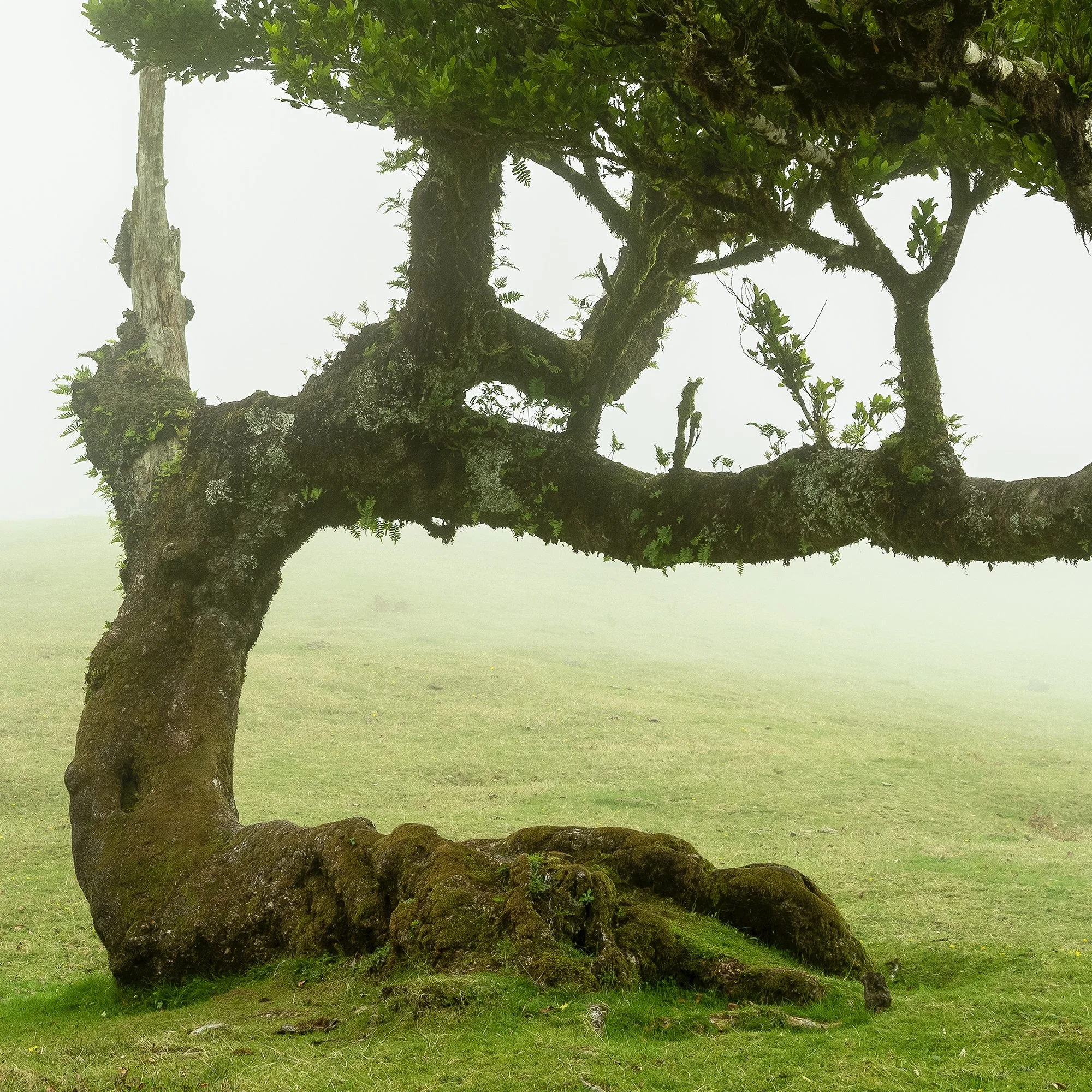 Foggy meadow in Madeira, Portugal with two trees; one with a curved trunk and dense green foliage, Detail 3