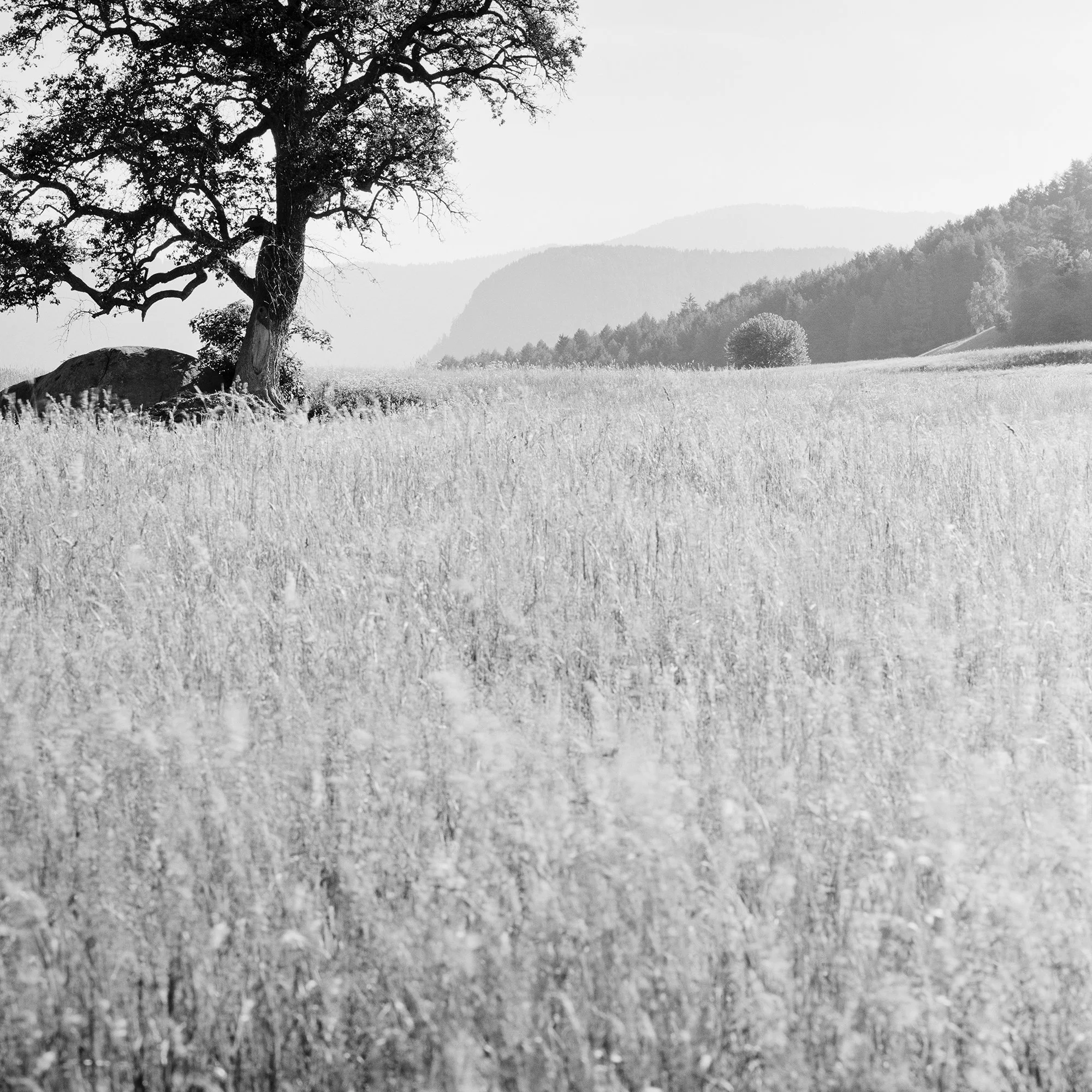 Detail of Morning Sun by Gerald Berghammer, showing the tree beside the open meadow and distant hills on Seiser Alm.