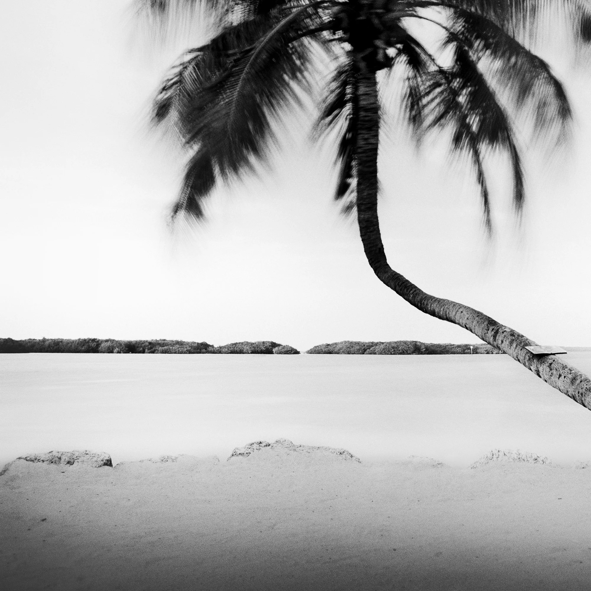 Detail of Bent Palm Study 1 showing the curved palm trunk and moving fronds above calm water by Gerald Berghammer.