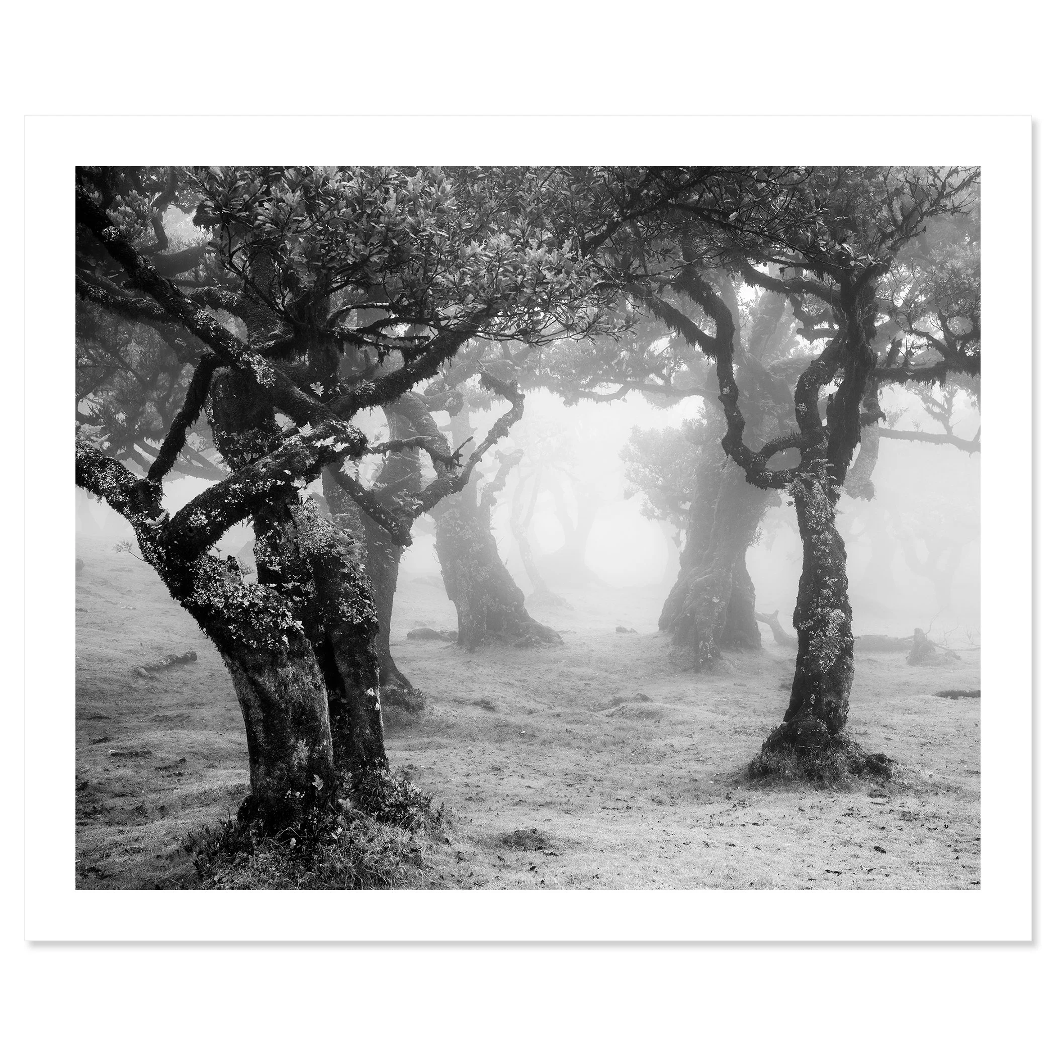 Mystical Forest Clearing – Madeira, black-and-white fine art pigment print on Baryta paper by Gerald Berghammer.