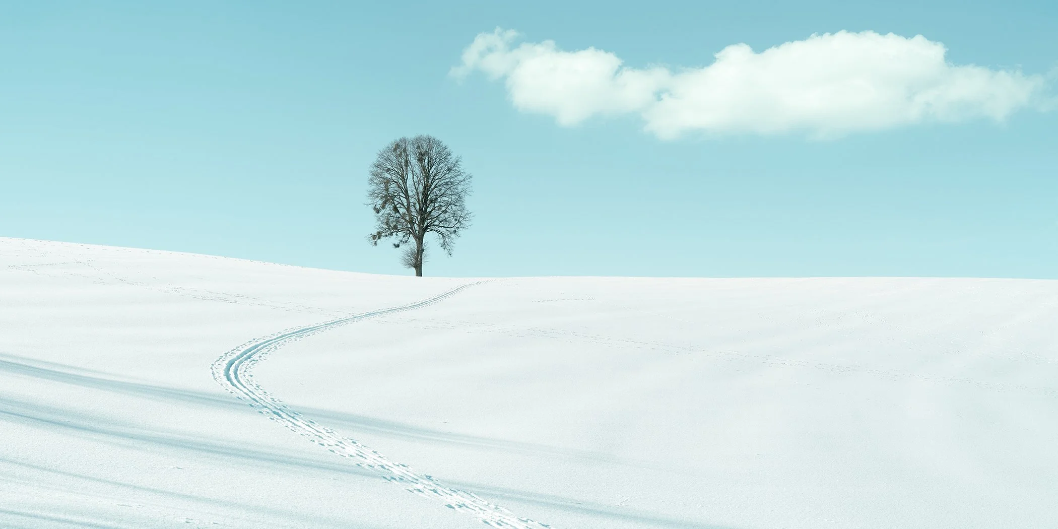 Solitary tree in a snow-covered winter field with curved tracks and blue sky, colour photograph by Gerald Berghammer.