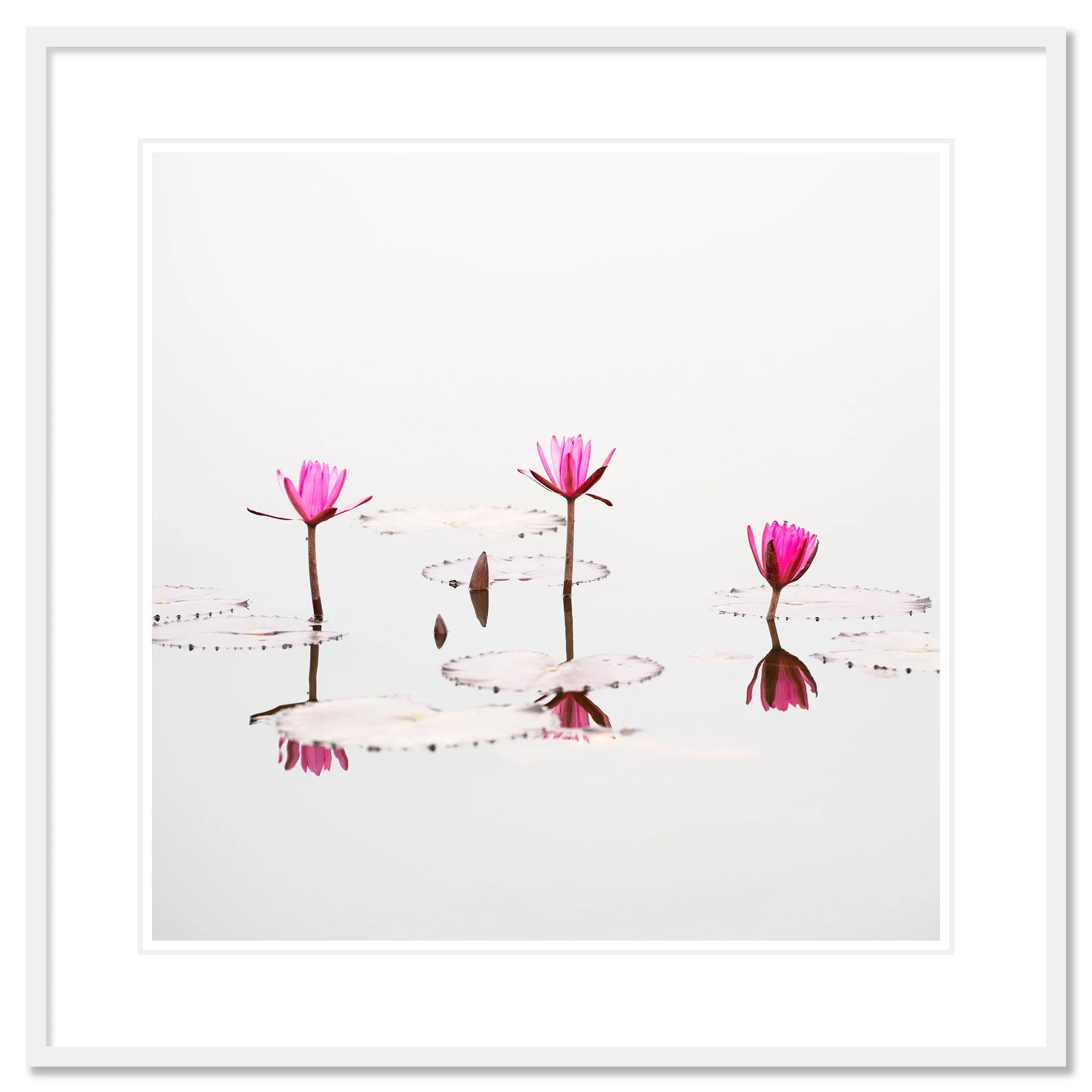 © 2025 Gerald Berghammer - Color waterscape photography. Three pink lotus flowers floating on a calm body of water with lily pads and reflections. Classic framed white