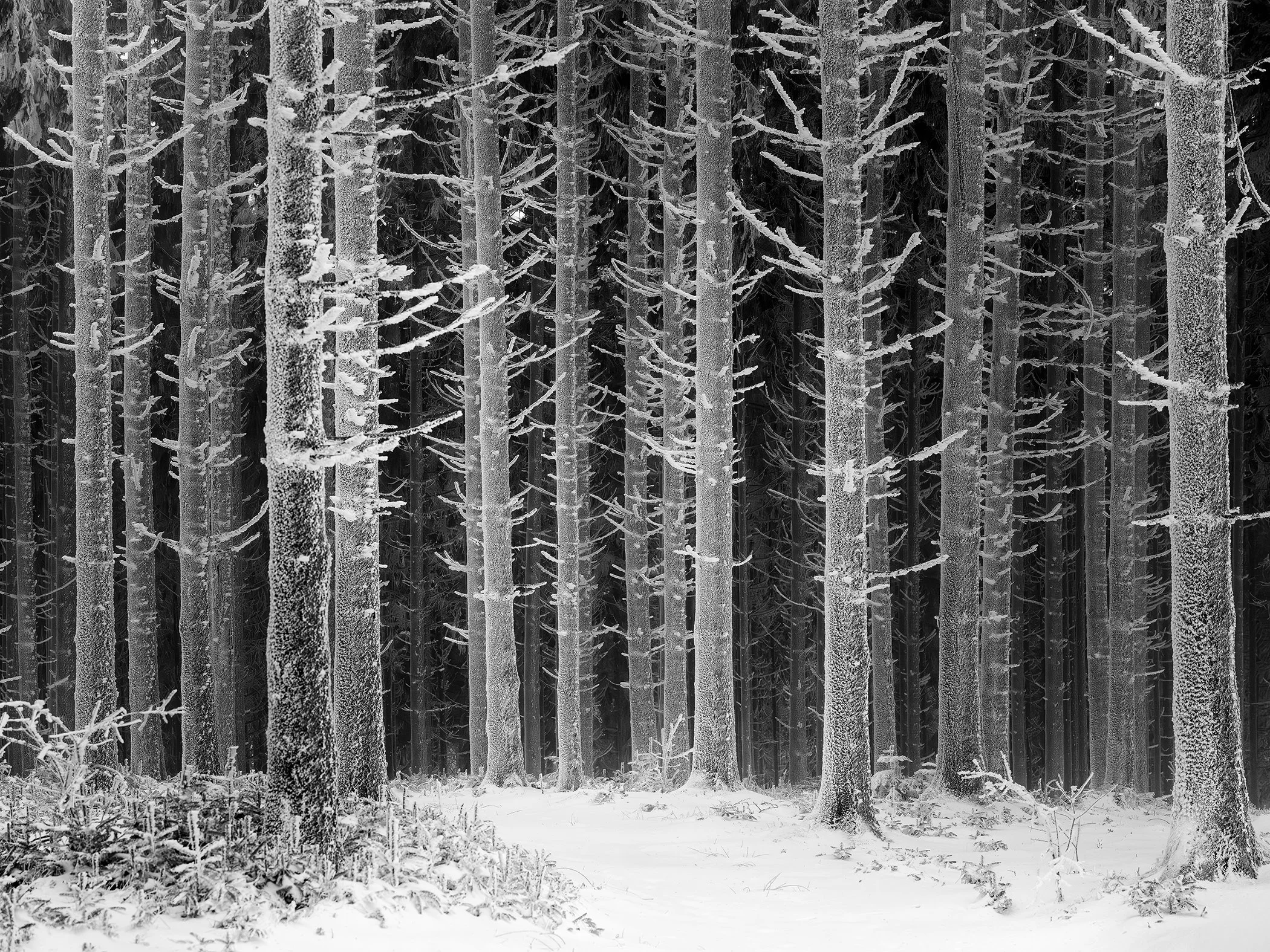 Snow-covered path leading through a dense frost-covered forest in Austria, minimalist black-and-white fine art photograph by Gerald Berghammer.