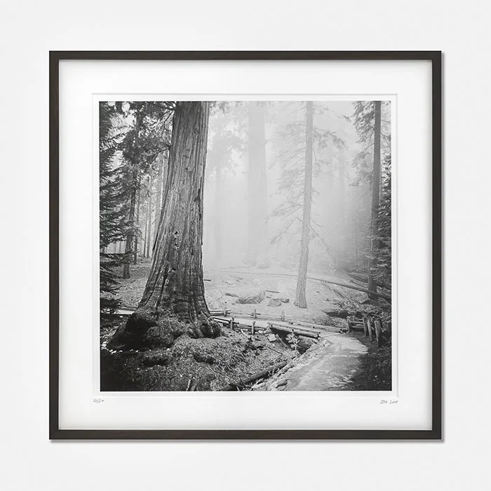 Redwood Study 2, California, USA, Edition 4/20