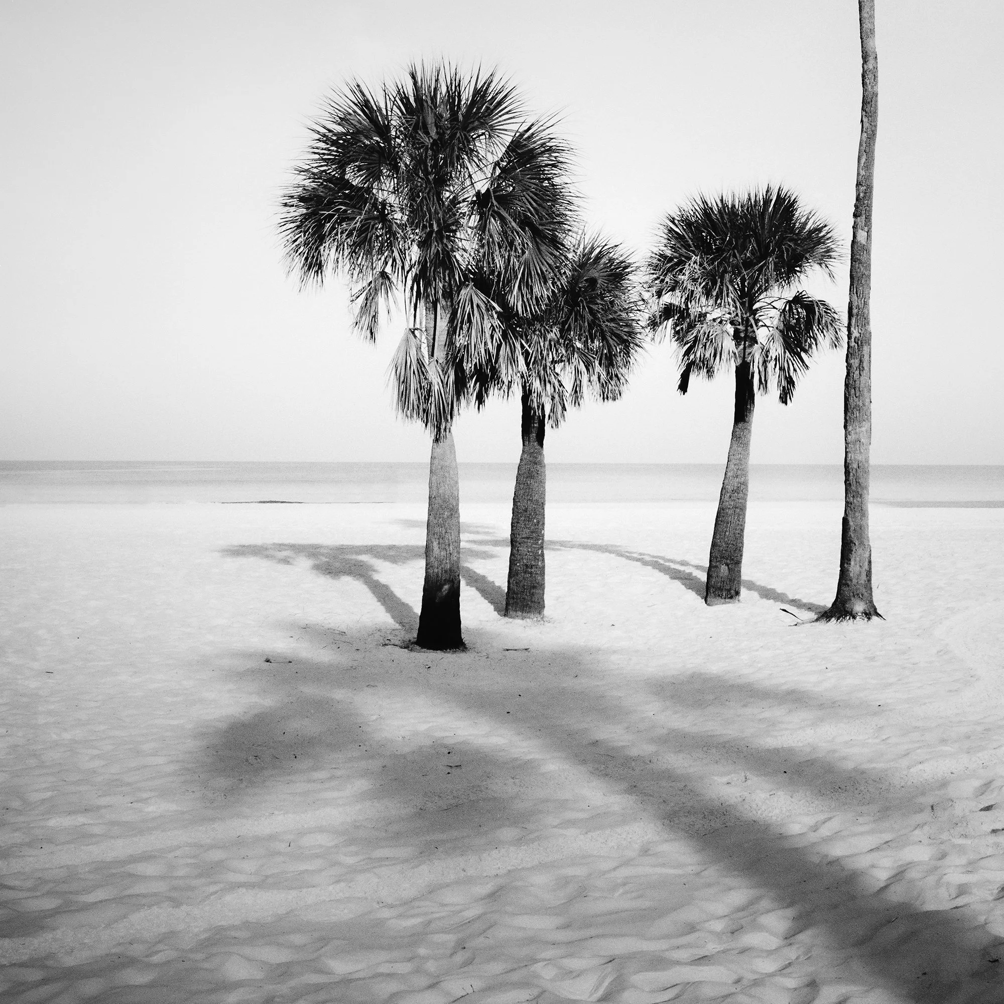 Detail of Palm Beach Study 6 showing four palm trees and long shadows on a Florida beach by Gerald Berghammer.