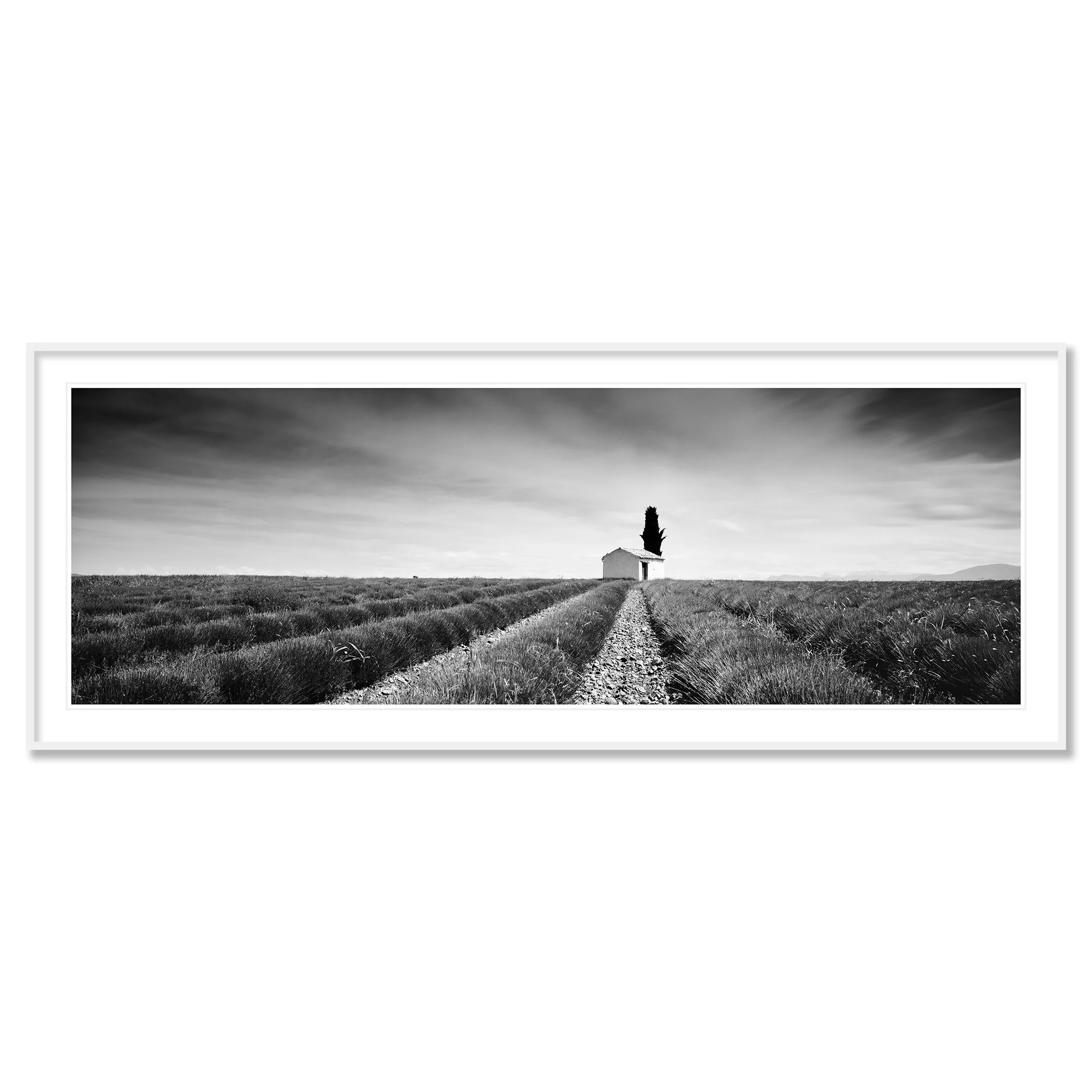 Gerald Berghammer - Black and white landscape photography. Lavender field with a dirt path to a small house and a tall tree, under a sky with moving clouds. Classic framed white