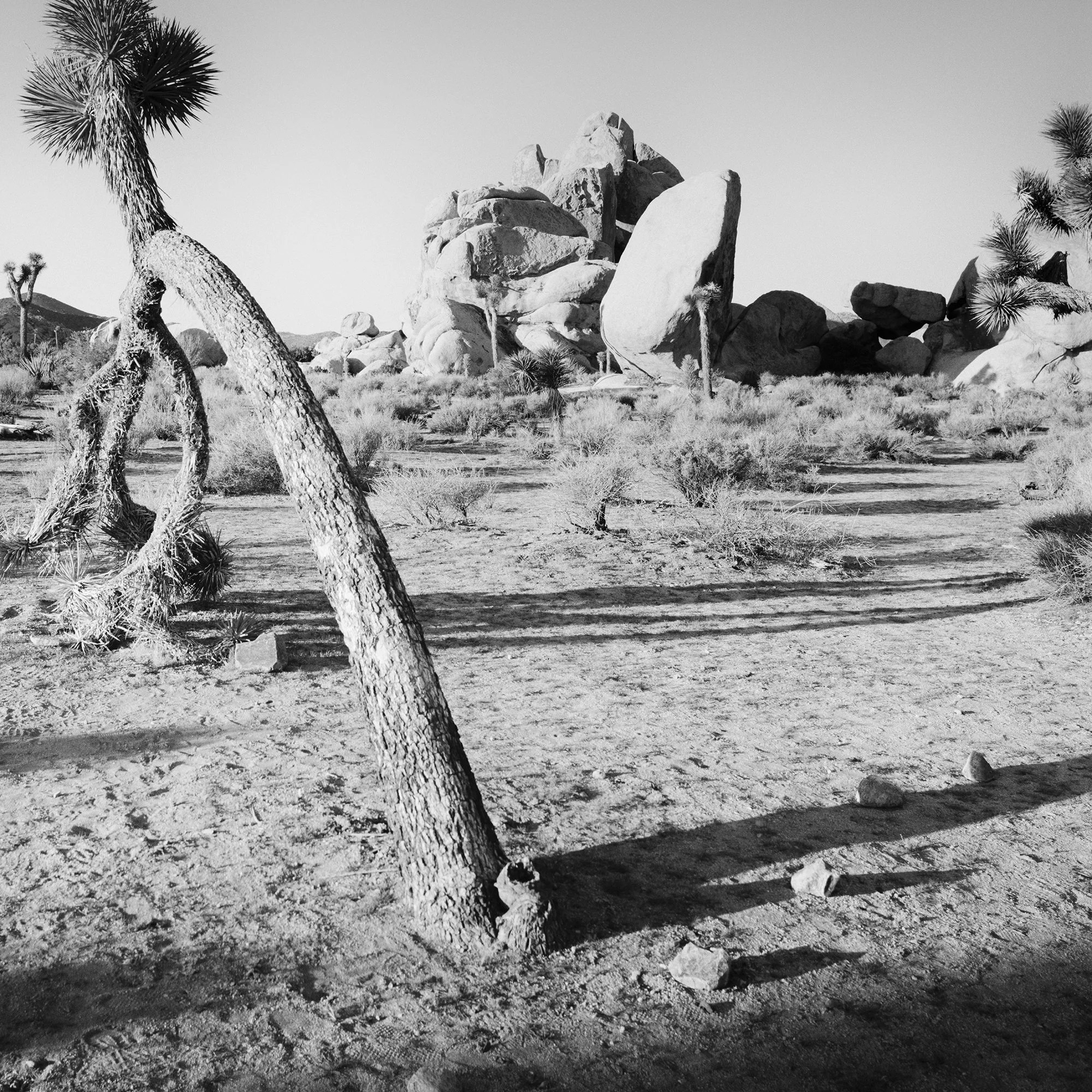 Gerald Berghammer - Black and white landscape photography. A desert scene with Joshua trees and large rock formations in California, USA. Print detail 2