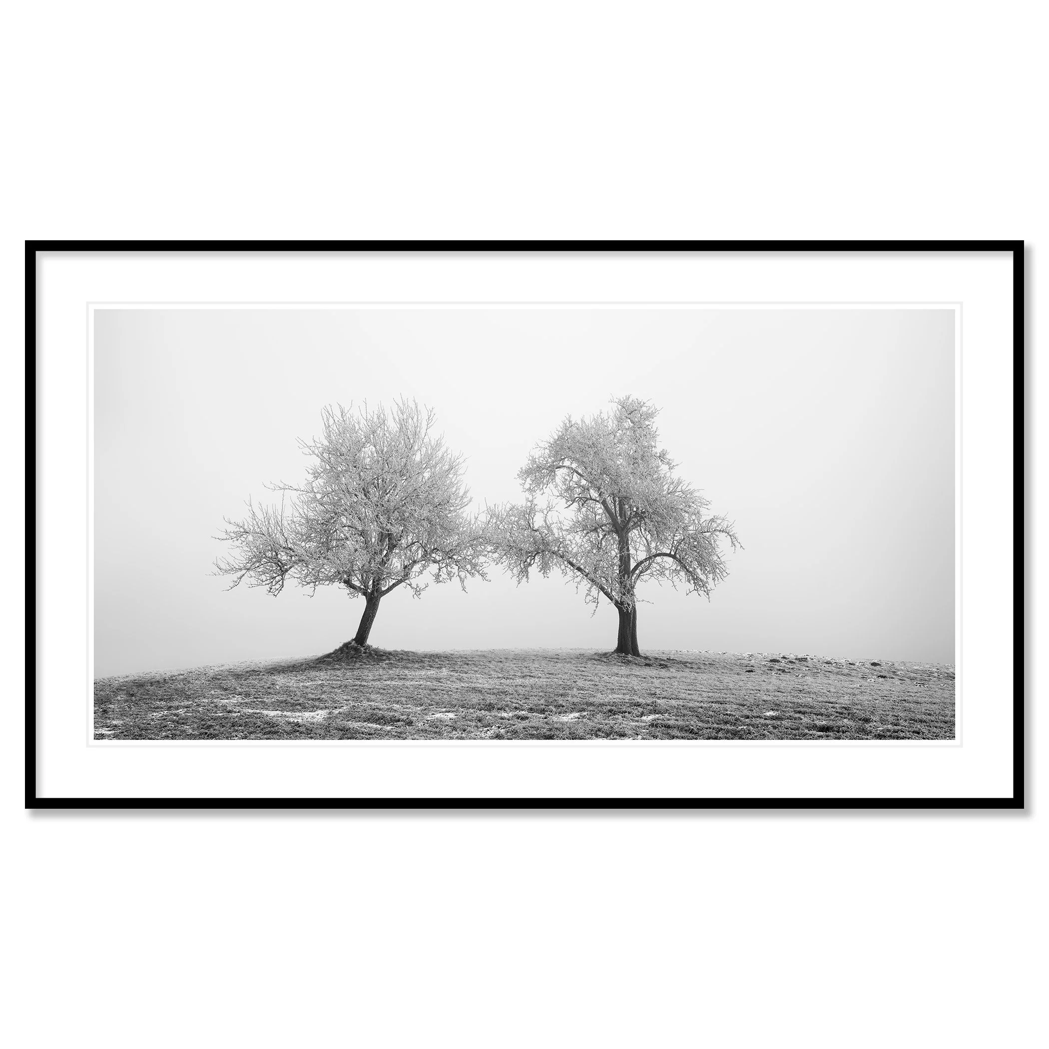 Two Lonely Frozen Trees Panorama by Gerald Berghammer, archival pigment print in a black aluminium frame with a white mount.