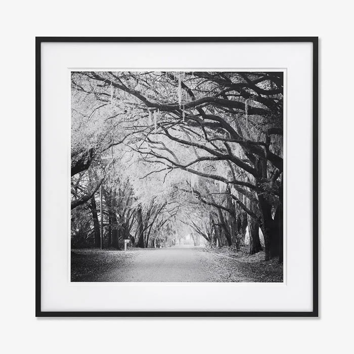 Fairytale Forest, Florida, USA, Edition 6/9