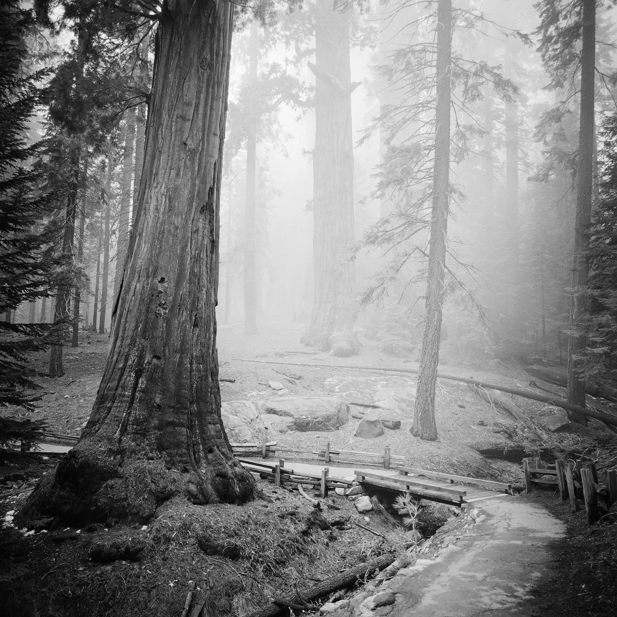 Redwood Study 2 by Gerald Berghammer, black-and-white photograph of towering redwoods and a wooden footbridge in a misty California forest.