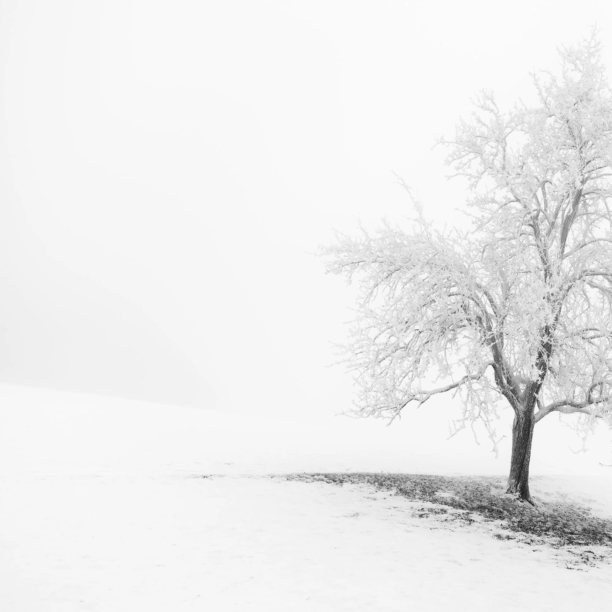 Frosted Winter Tree Panorama by Gerald Berghammer, detail of frost-covered branches and snowy winter landscape in Austria.