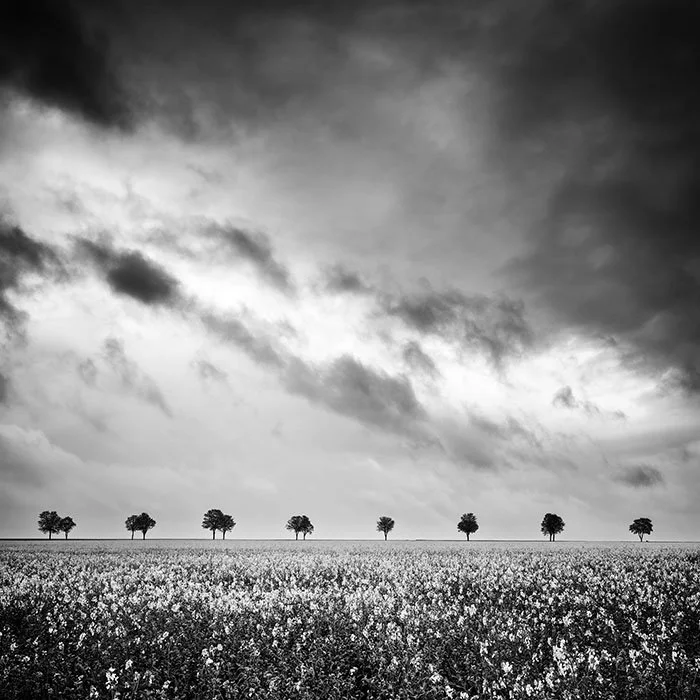 Row of Trees in Rapeseed Field Study 1 – France | Gerald Berghammer